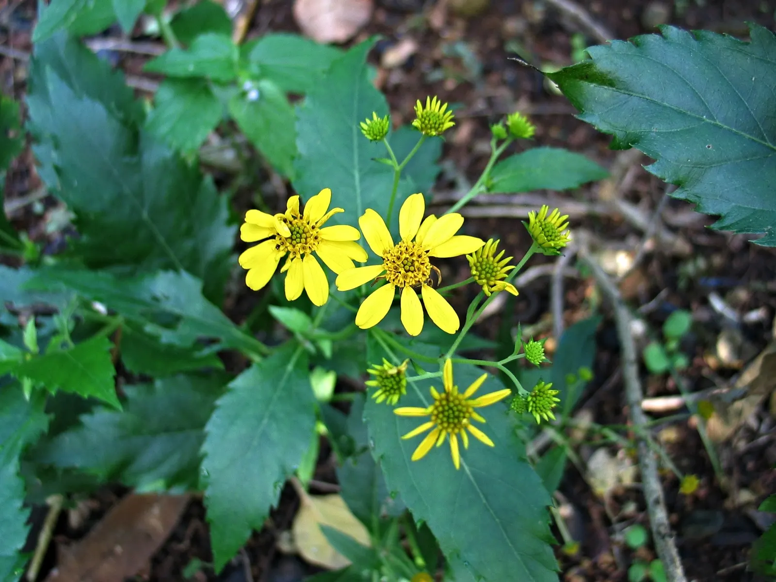 Early Sunflower (Heliopsis Helianthoides) — perennial for full or half