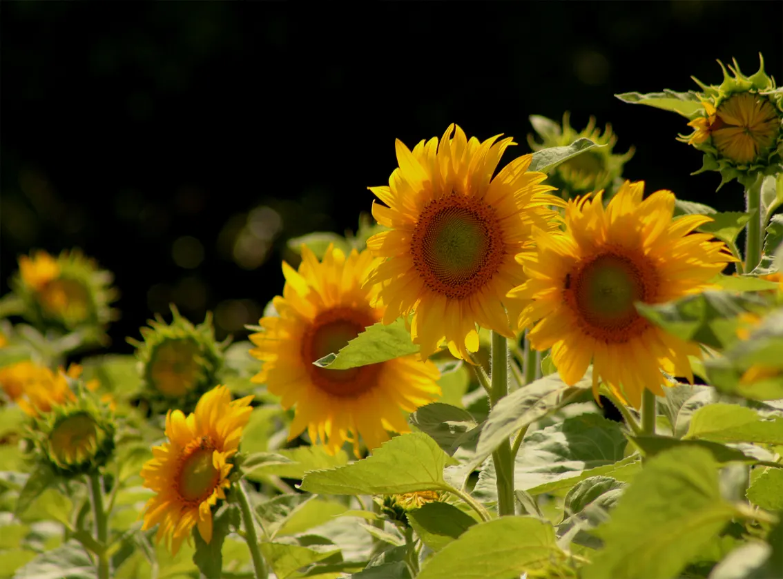 Early Sunflower (Heliopsis Helianthoides) — Hardy in zones 3-9, it thrives in full sun to part shade and adapts to varied soils; heliopsis helianthoides