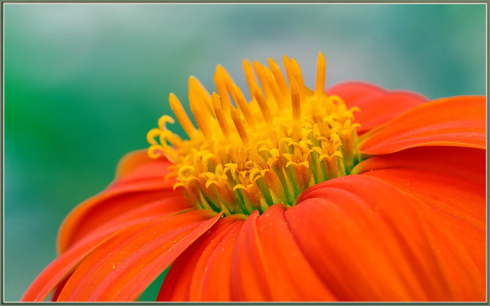Early Sunflower (Heliopsis Helianthoides) — It is also generally resistant to pests and diseases, ensuring a lush and healthy green space