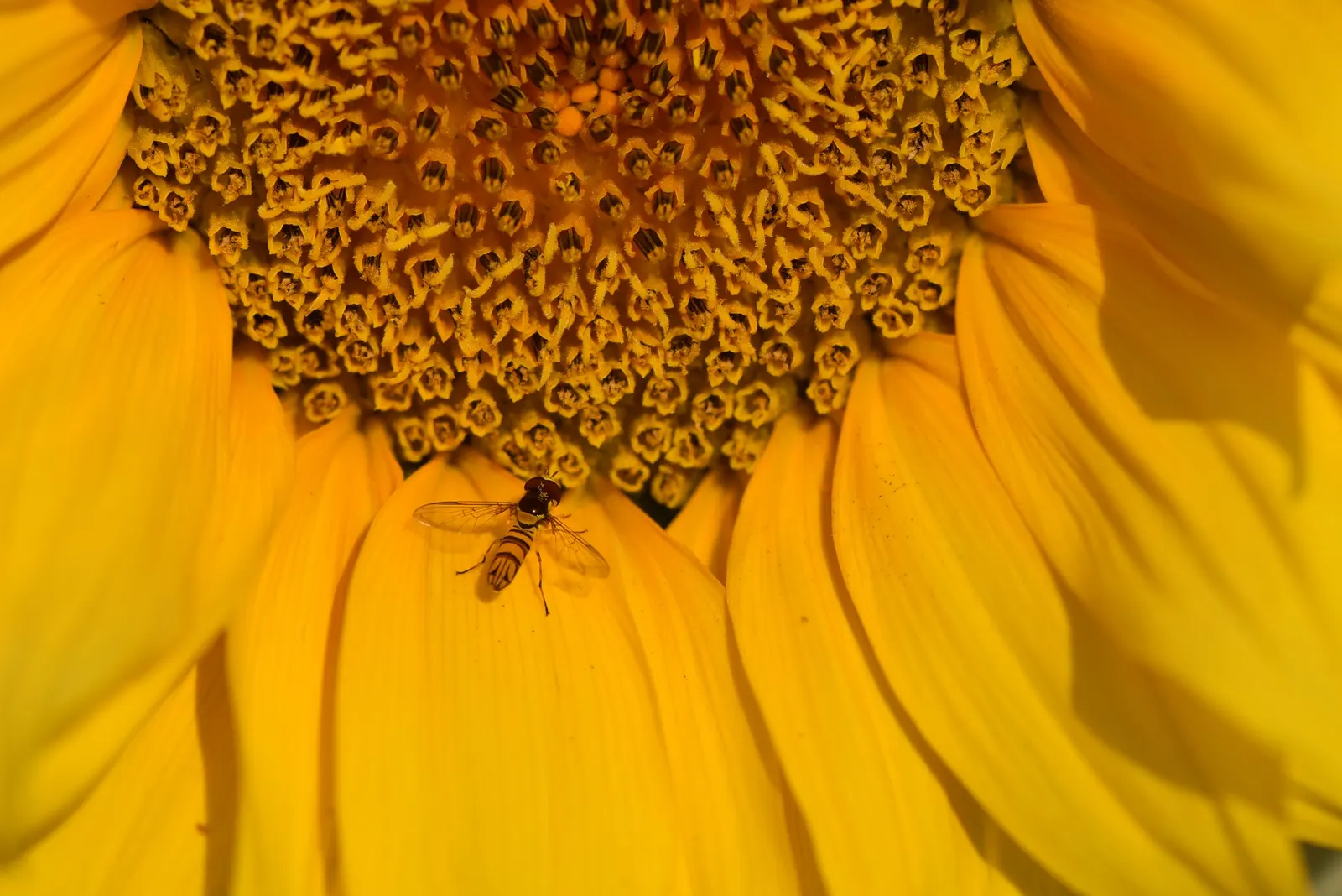 Early Sunflower (Heliopsis Helianthoides) — gold and yellow flowers in the garden; bold display from early summer to fall.<br><br>Notably low-maintenance