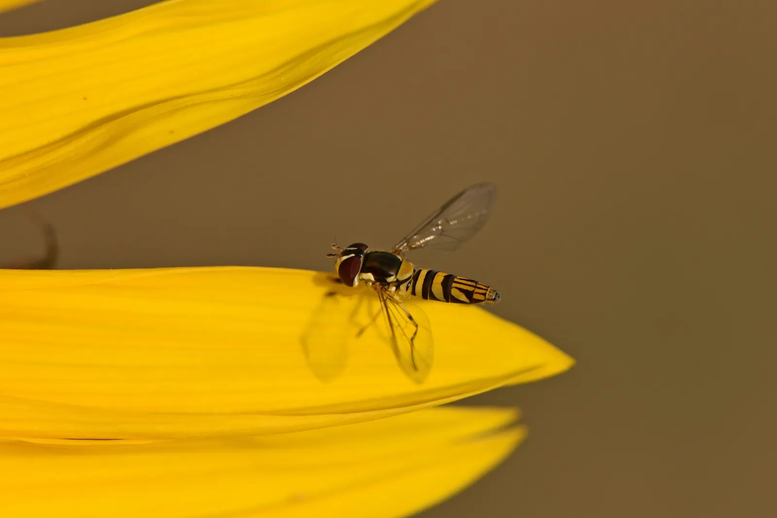 Early Sunflower (Heliopsis Helianthoides) — making it a resilient choice for vibrant landscapes; this pollinator magnet requires moderate water and, image 61