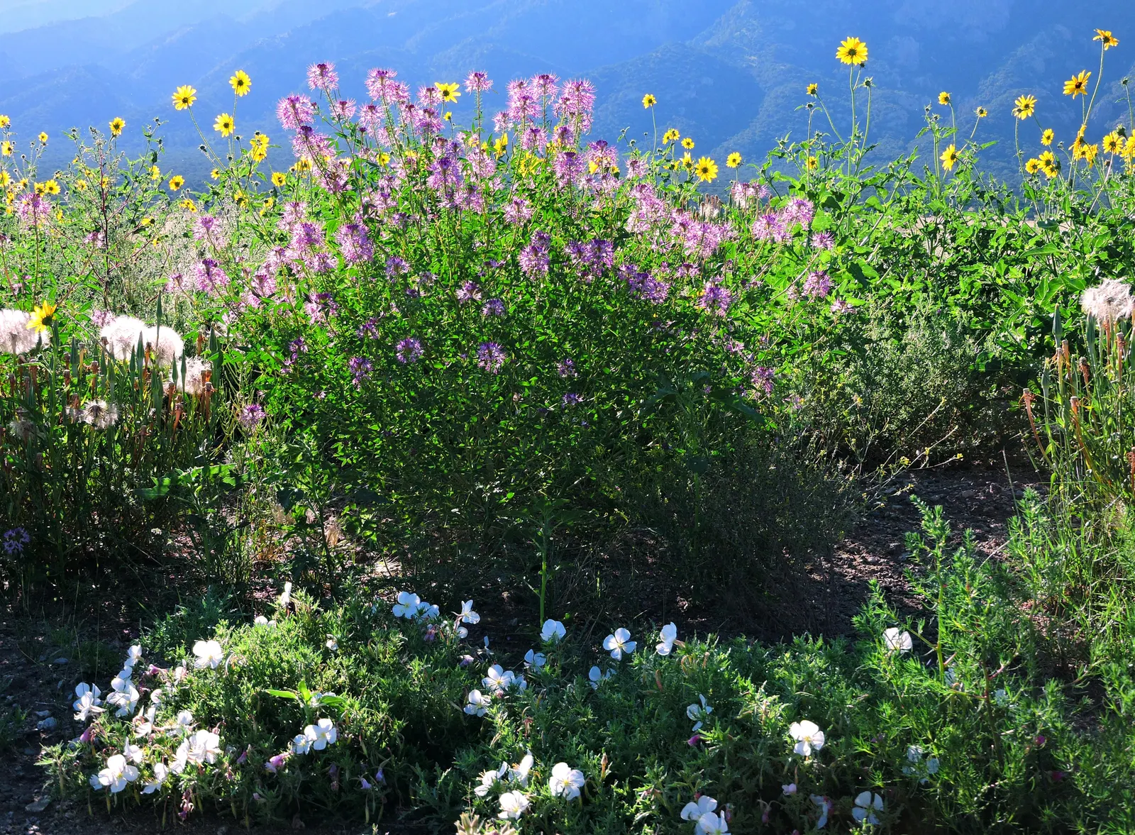 Early Sunflower (Heliopsis Helianthoides) — Heliopsis helianthoides supports local pollinators