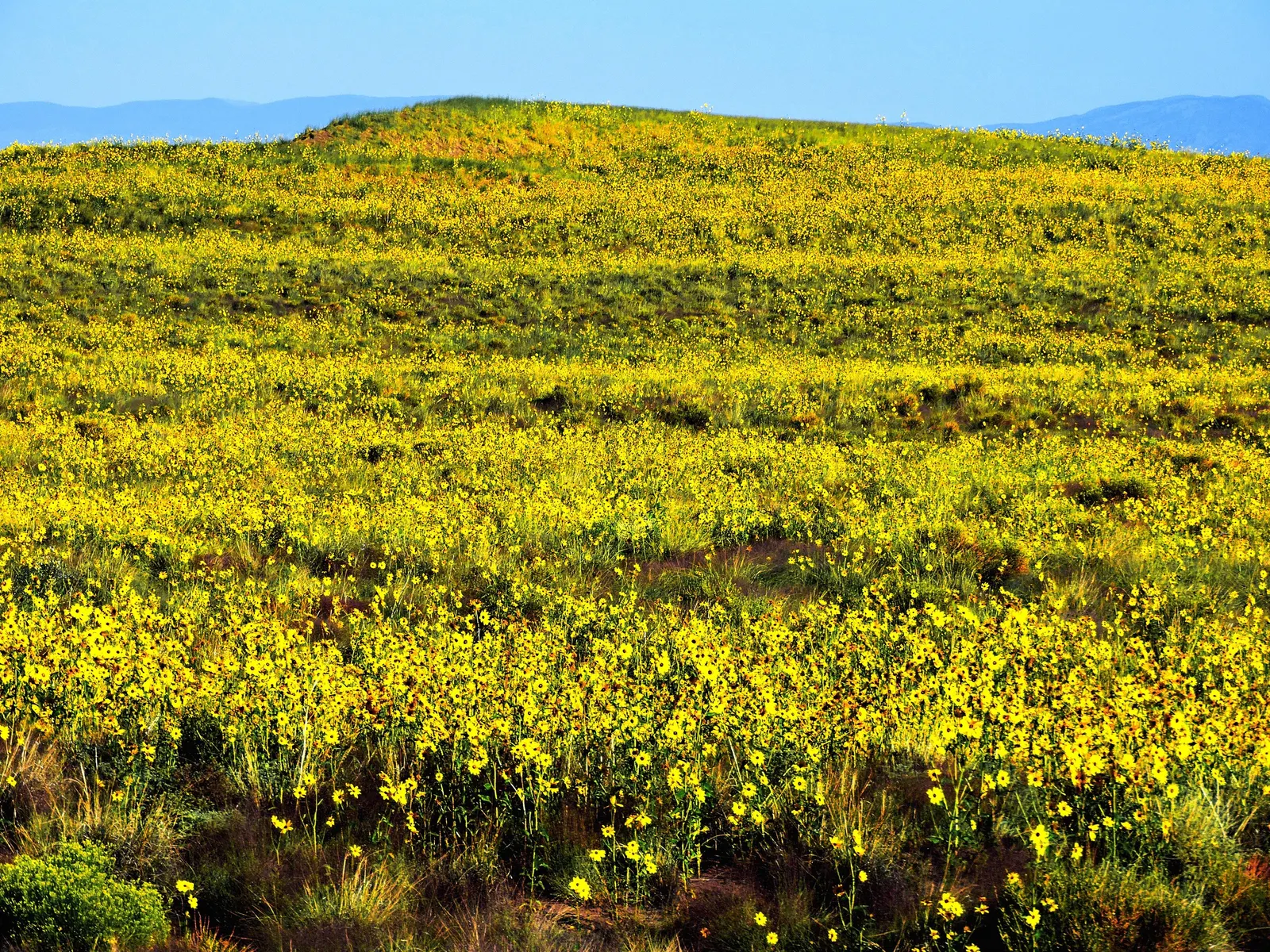 Early Sunflower (Heliopsis Helianthoides) — The plant is not picky about soil types, though it flourishes in well-drained loamy or sandy soils, image 70