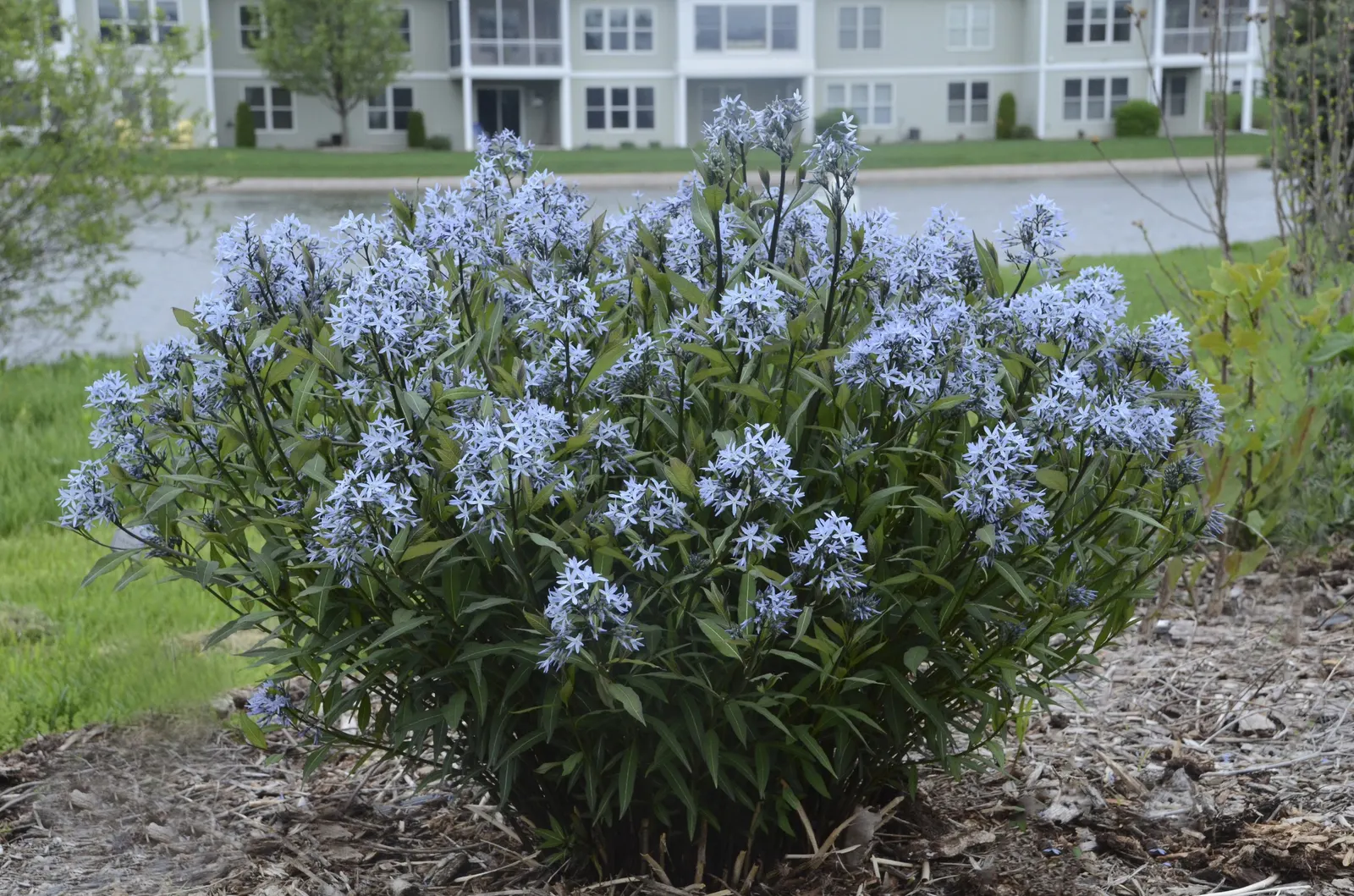 'Storm Cloud' Blue Star (Amsonia tabernaemontana) — Proven Winners - 'Storm Cloud' - Blue Star - Amsonia tabernaemontana blue periwinkle blue plant details