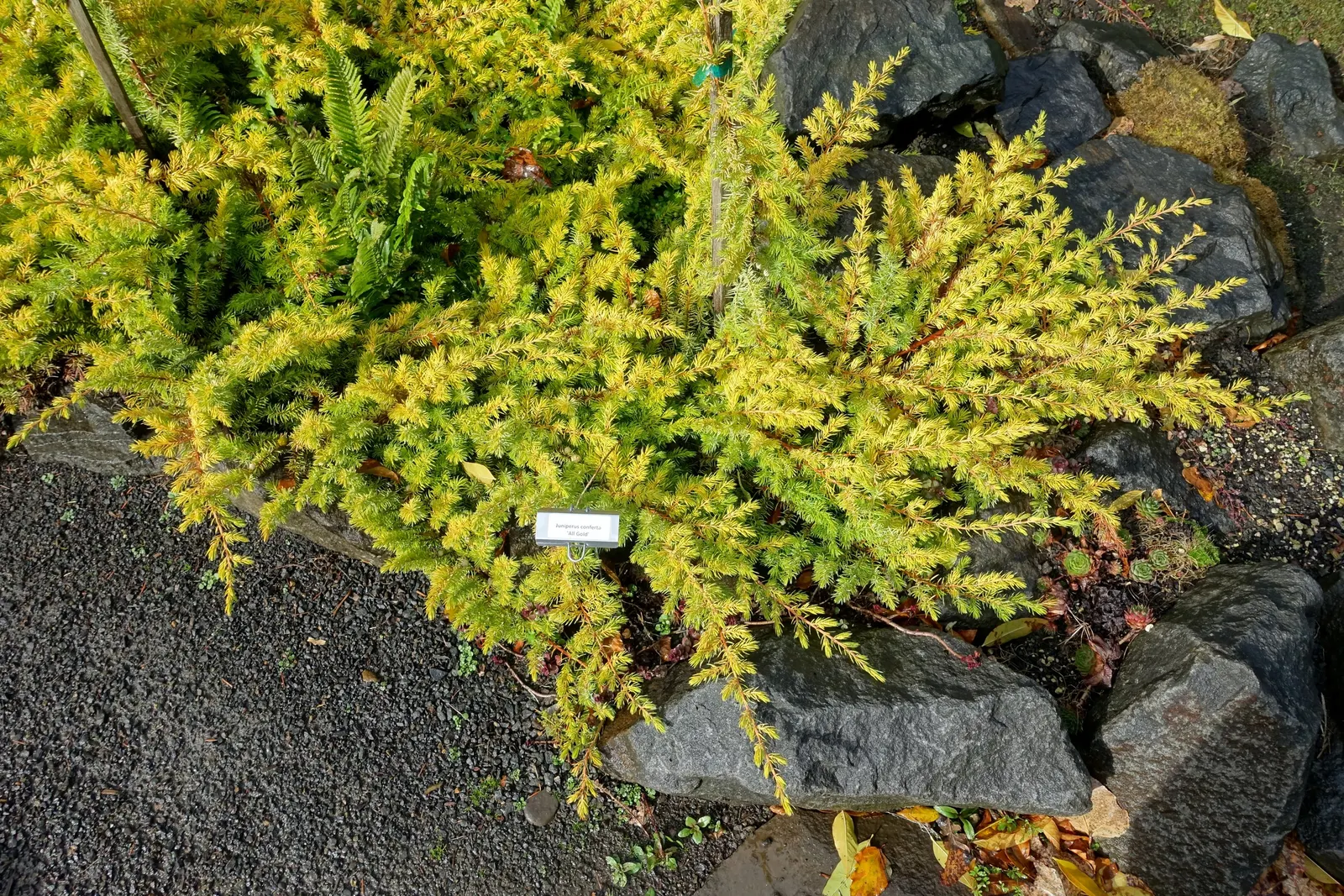 Shore Juniper (Juniperus Conferta 'All Gold') — golden-yellow groundcover juniper