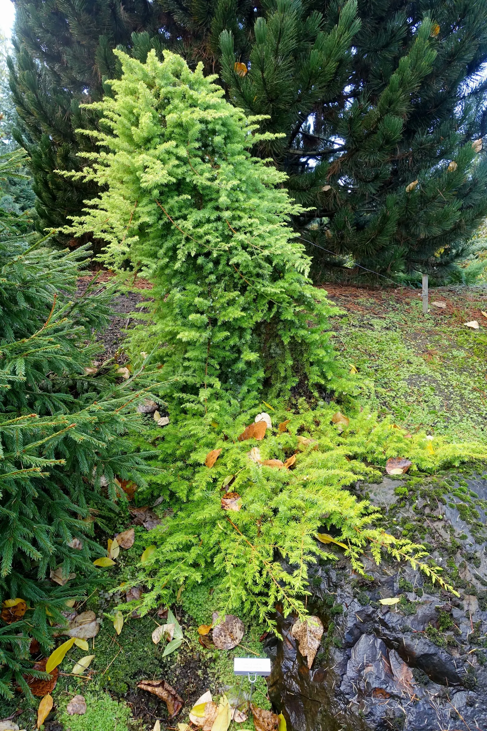 Shore Juniper (Juniperus Conferta 'All Gold') — perfect for adding year-round color