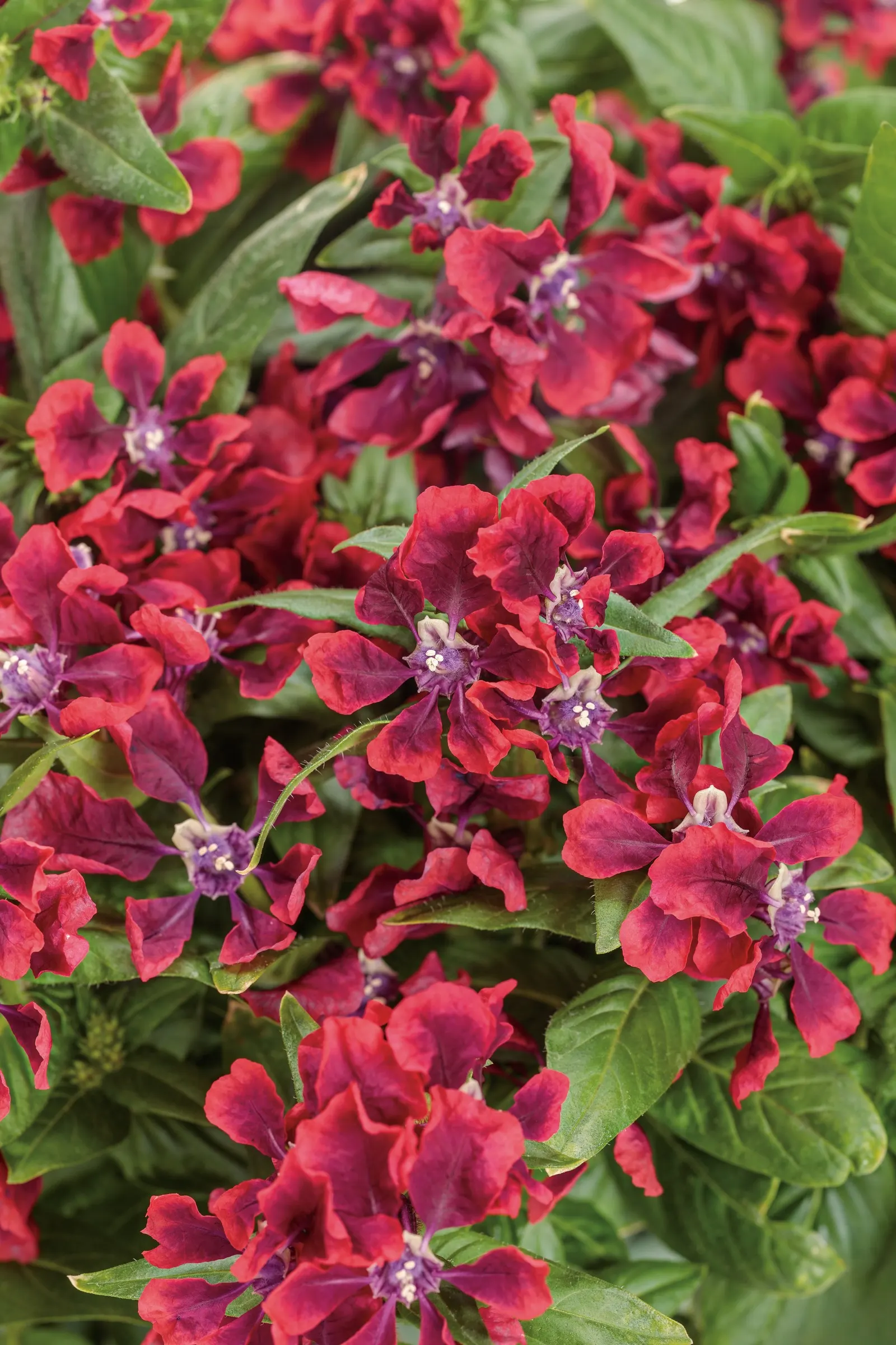 Richly Red™ cuphea (Cuphea procumbens) — continuous color presence without the need for deadheading.<br><br>Compact yet full