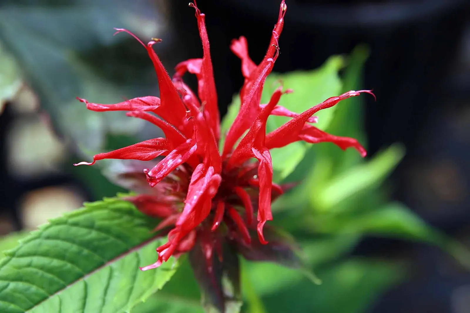 Jacob Cline Bee Balm (Monarda Didyma 'Jacob Cline') — growing up to 4-6 feet in height and 2-3 feet in spread