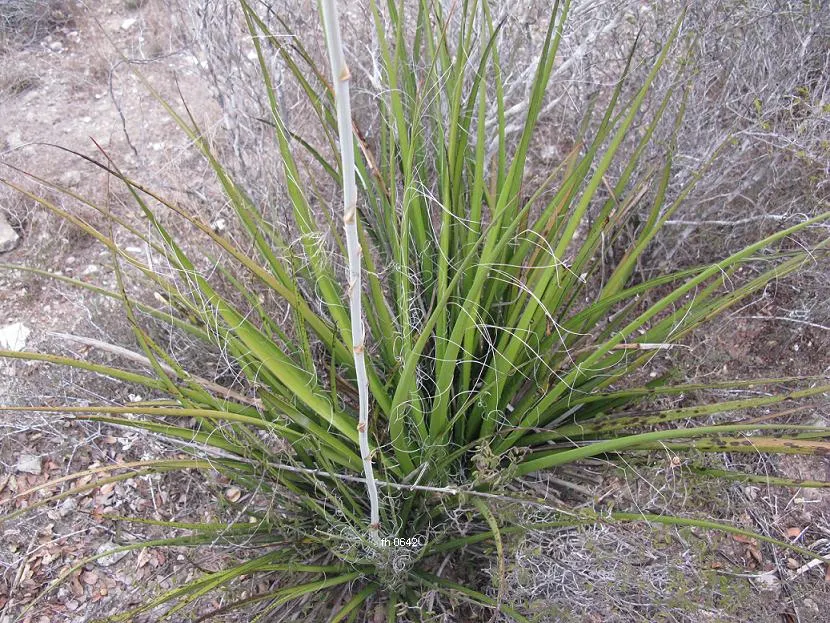 Bell Flower Hesperaloe (Hesperaloe Campanulata) — arching foliage reaching 2-3 feet tall
