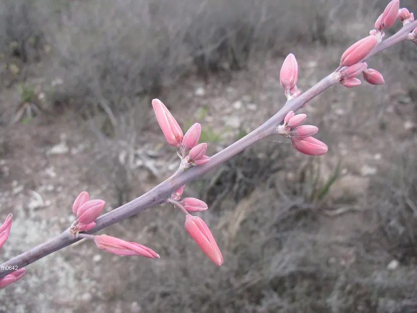 Bell Flower Hesperaloe (Hesperaloe Campanulata) — making a graceful addition to xeriscape gardens
