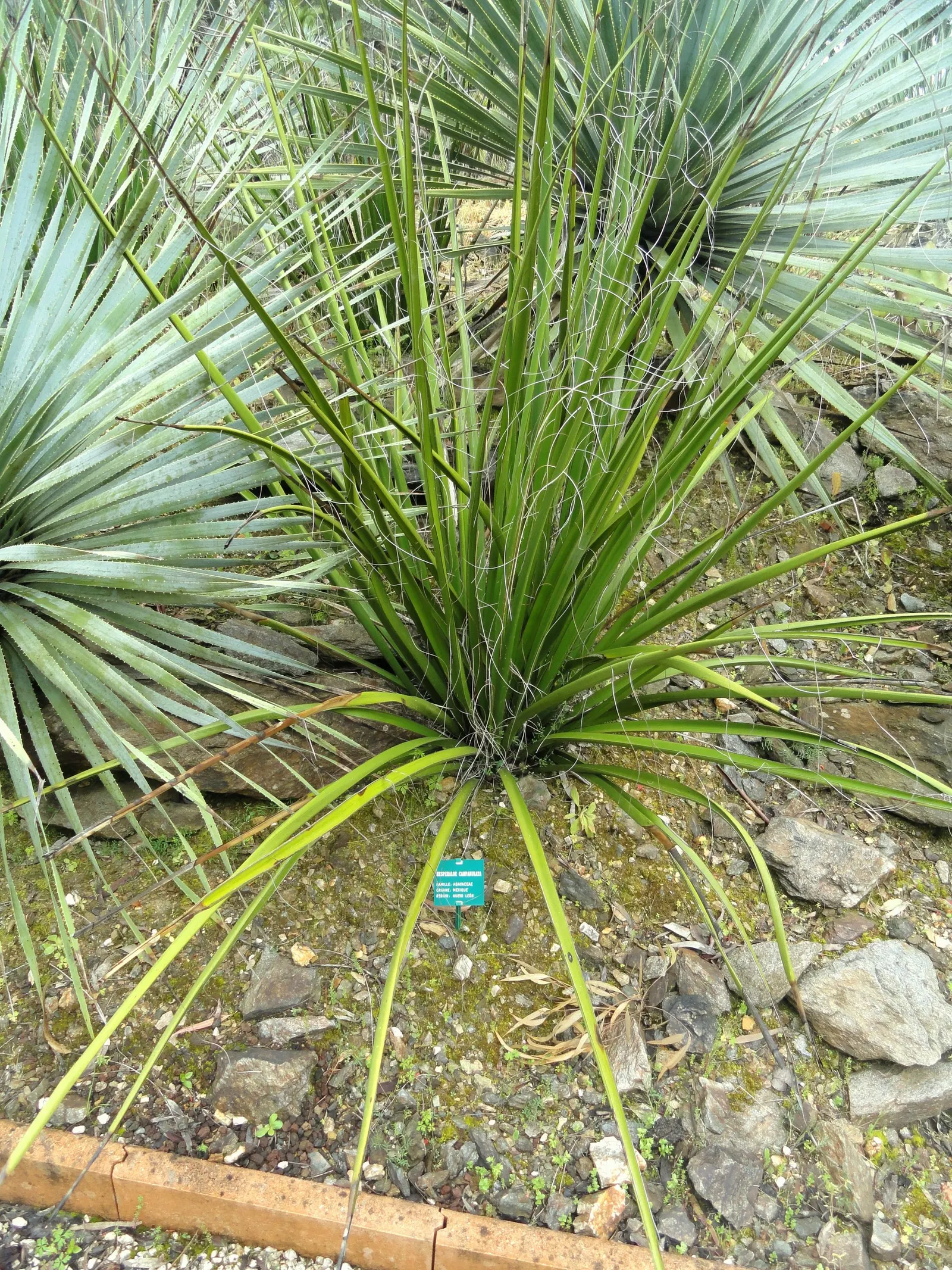 Bell Flower Hesperaloe (Hesperaloe Campanulata) — The Bell Flower Hesperaloe (Hesperaloe campanulata) exhibits slender