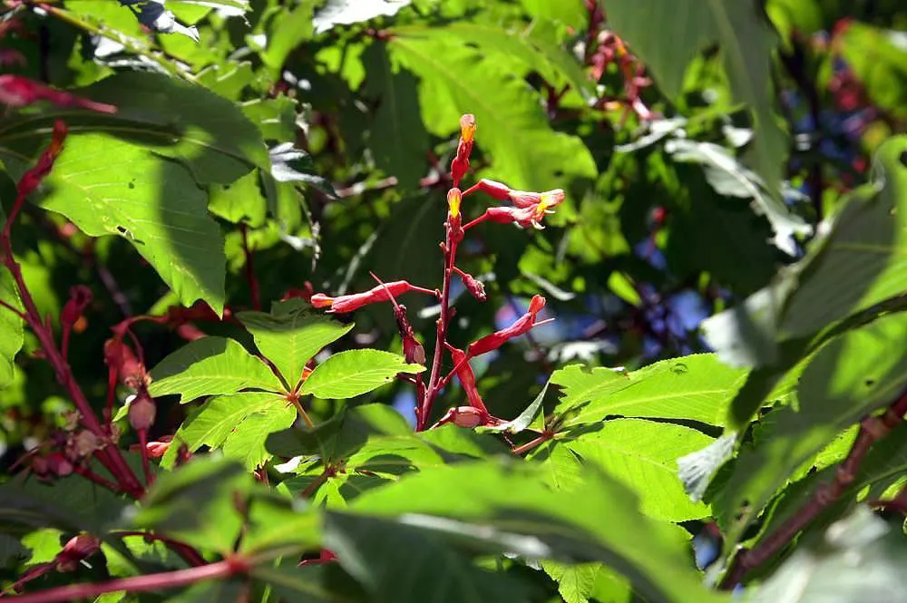 Red Firecracker Plant (Russelia X 'St. Elmo's Fire'‚Ñ¢) — The Red Firecracker Plant, also known as Russelia x 'St; the Red Firecracker Plant is, image 90