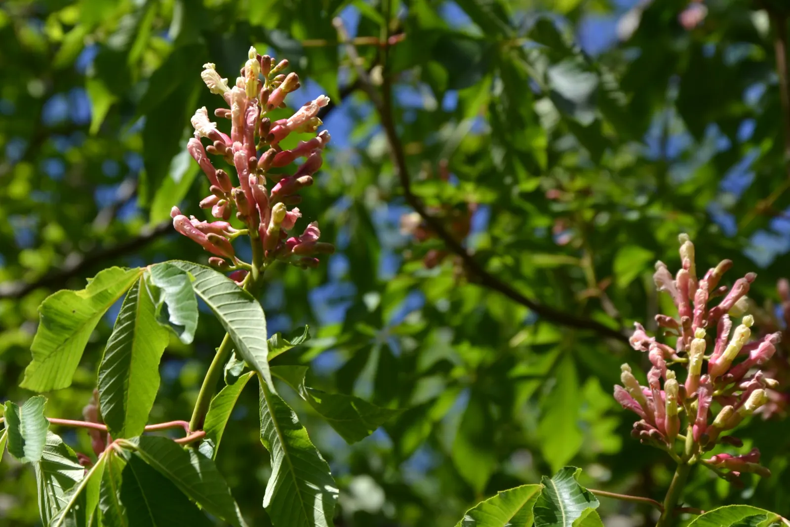 Red Firecracker Plant (Russelia X 'St. Elmo's Fire'‚Ñ¢) — USDA Hardiness Zones: 9-11; the flowers attract hummingbirds and butterflies, image 68