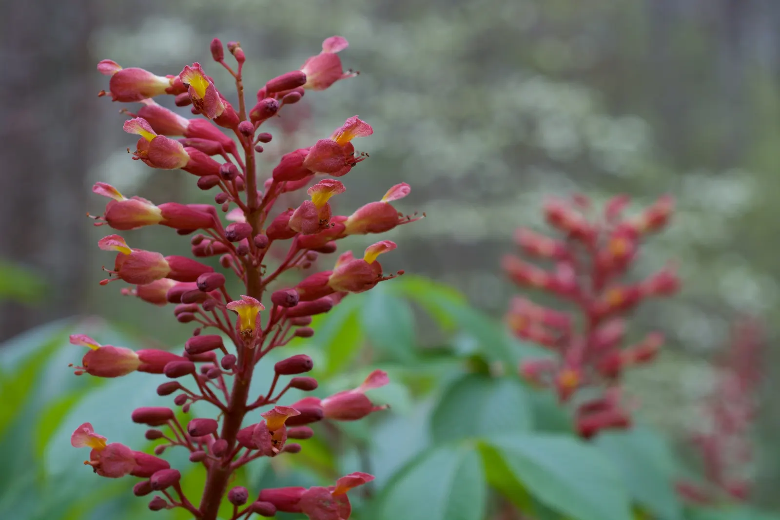 Red Firecracker Plant (Russelia X 'St. Elmo's Fire'‚Ñ¢) — The plant thrives in full sun to partial shade and prefers well-draining soil; the, image 98