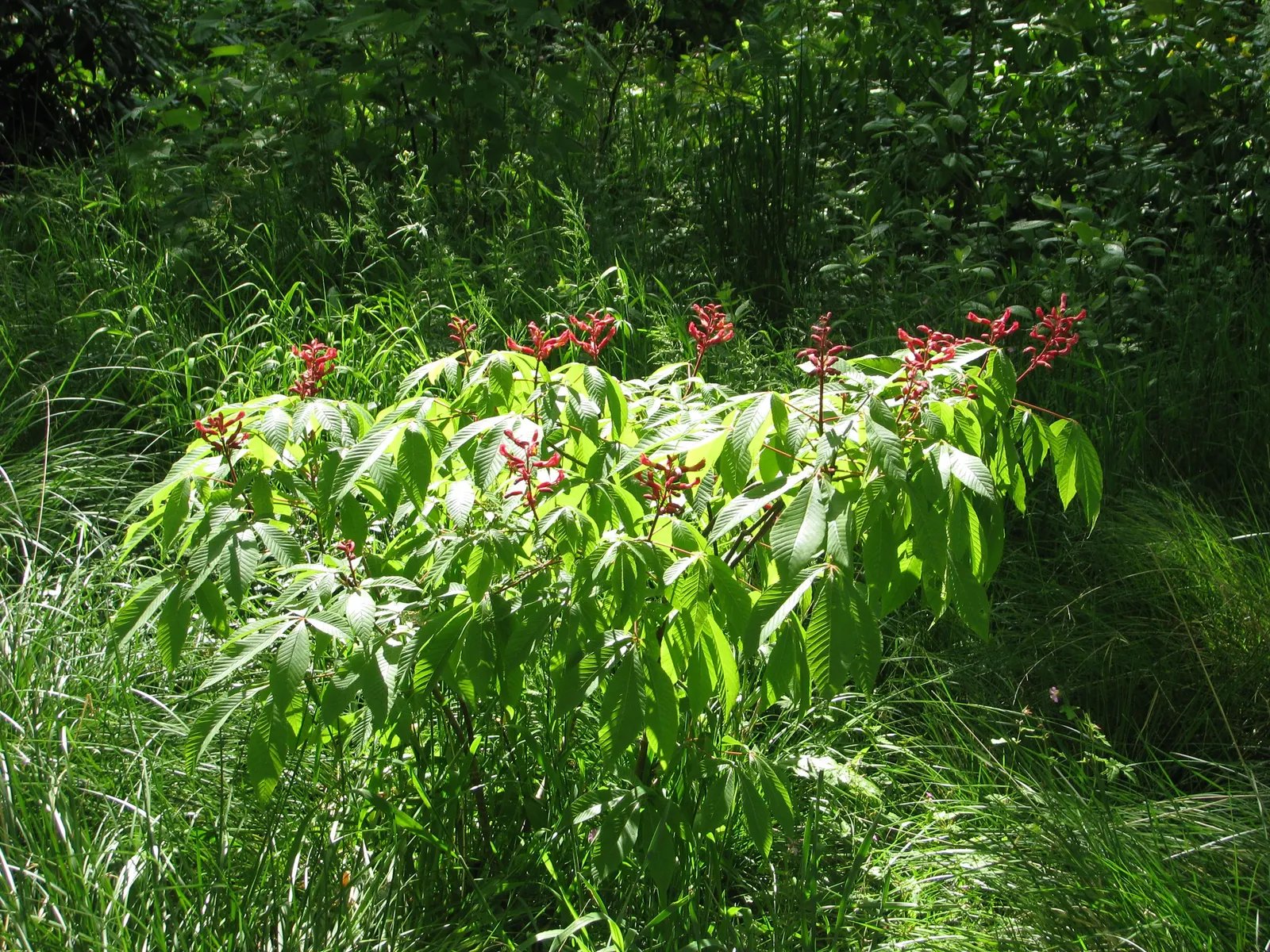 Red Firecracker Plant (Russelia X 'St. Elmo's Fire'‚Ñ¢) — This drought-tolerant and low-maintenance plant thrives in full sun, attracting, image 87
