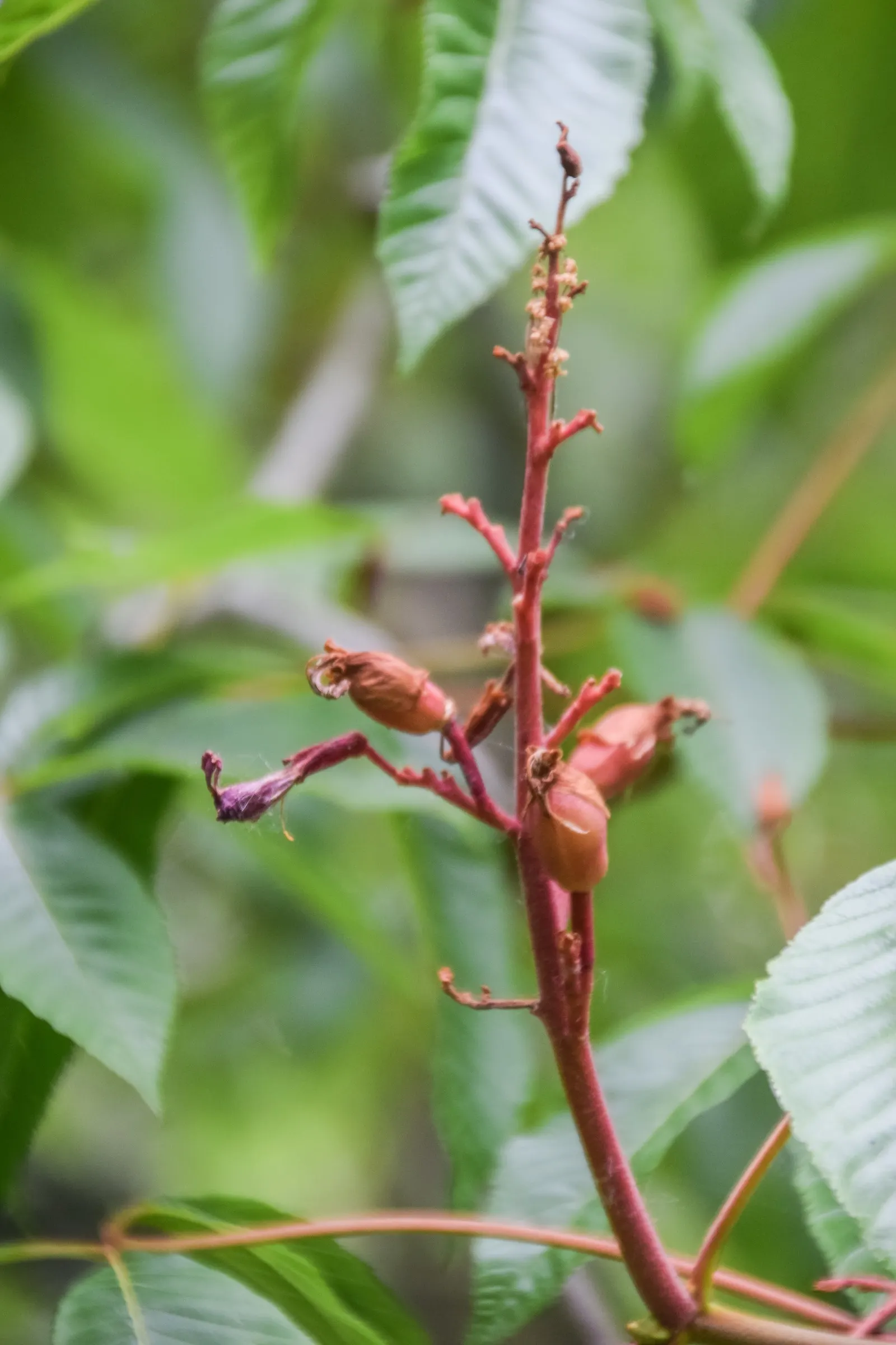 Red Firecracker Plant (Russelia X 'St. Elmo's Fire'‚Ñ¢) — trim back in late winter or early spring to encourage fresh growth and maintain a neat, image 80