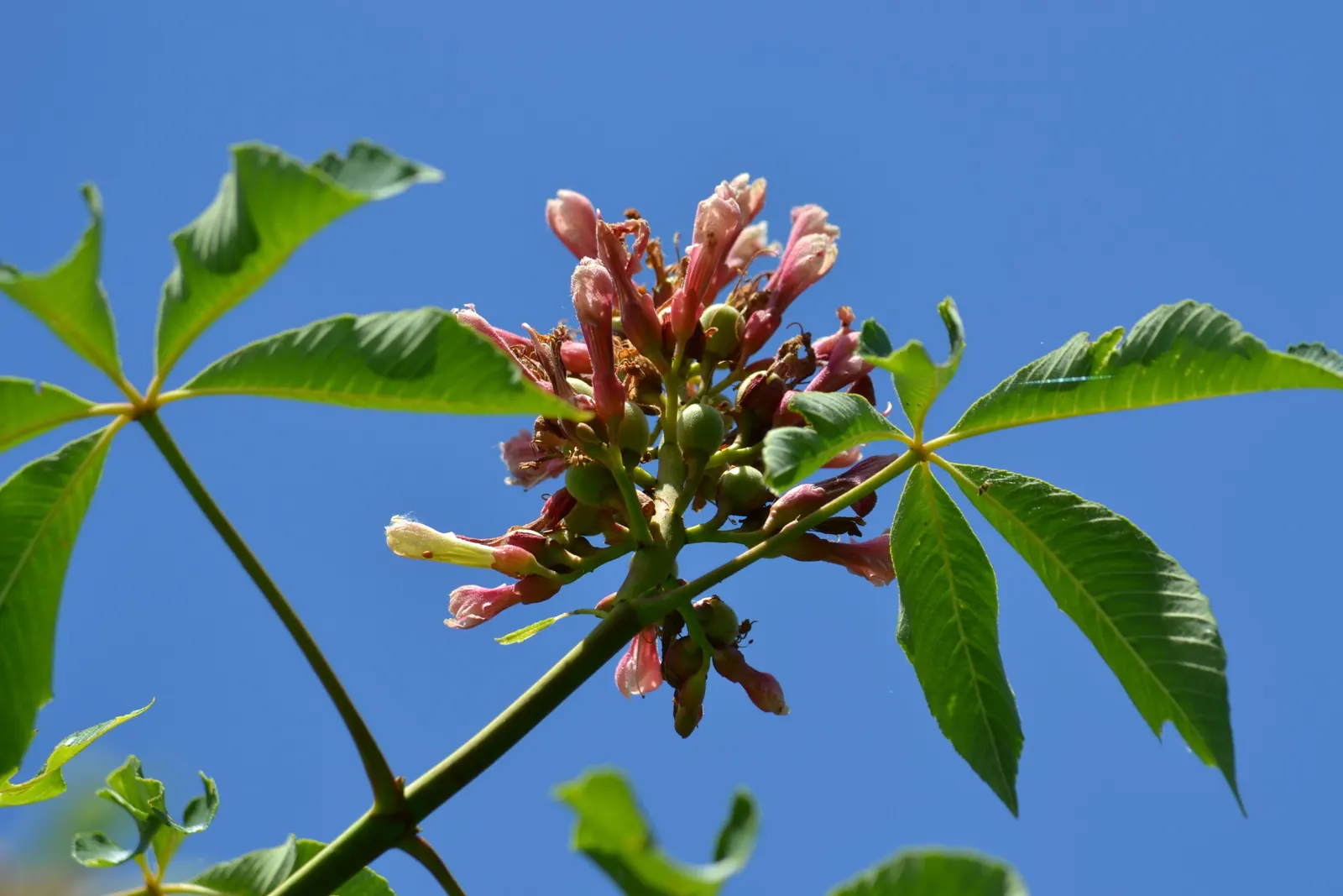 Red Firecracker Plant (Russelia X 'St. Elmo's Fire'‚Ñ¢) — the flowers attract hummingbirds and butterflies, image 53