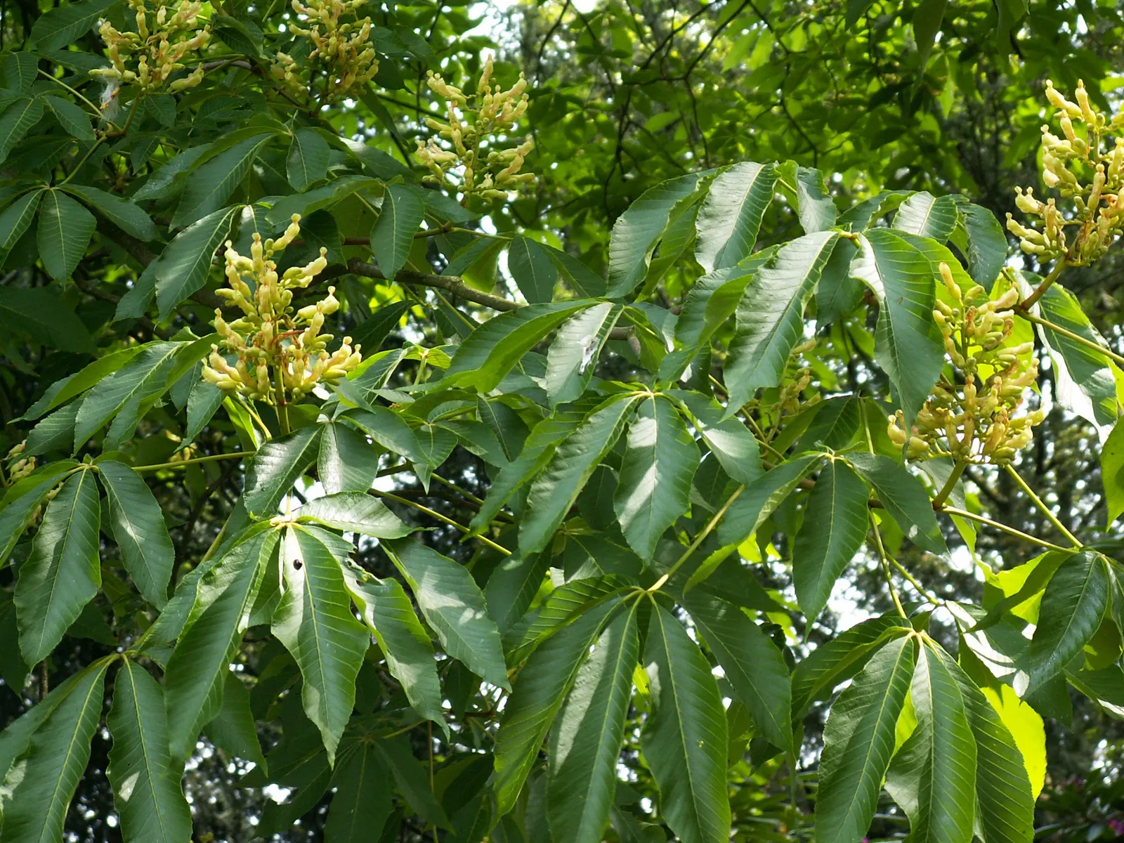 Red Firecracker Plant (Russelia X 'St. Elmo's Fire'‚Ñ¢) — The plant blooms prolifically from late spring through the fall, providing long-lasting, image 73