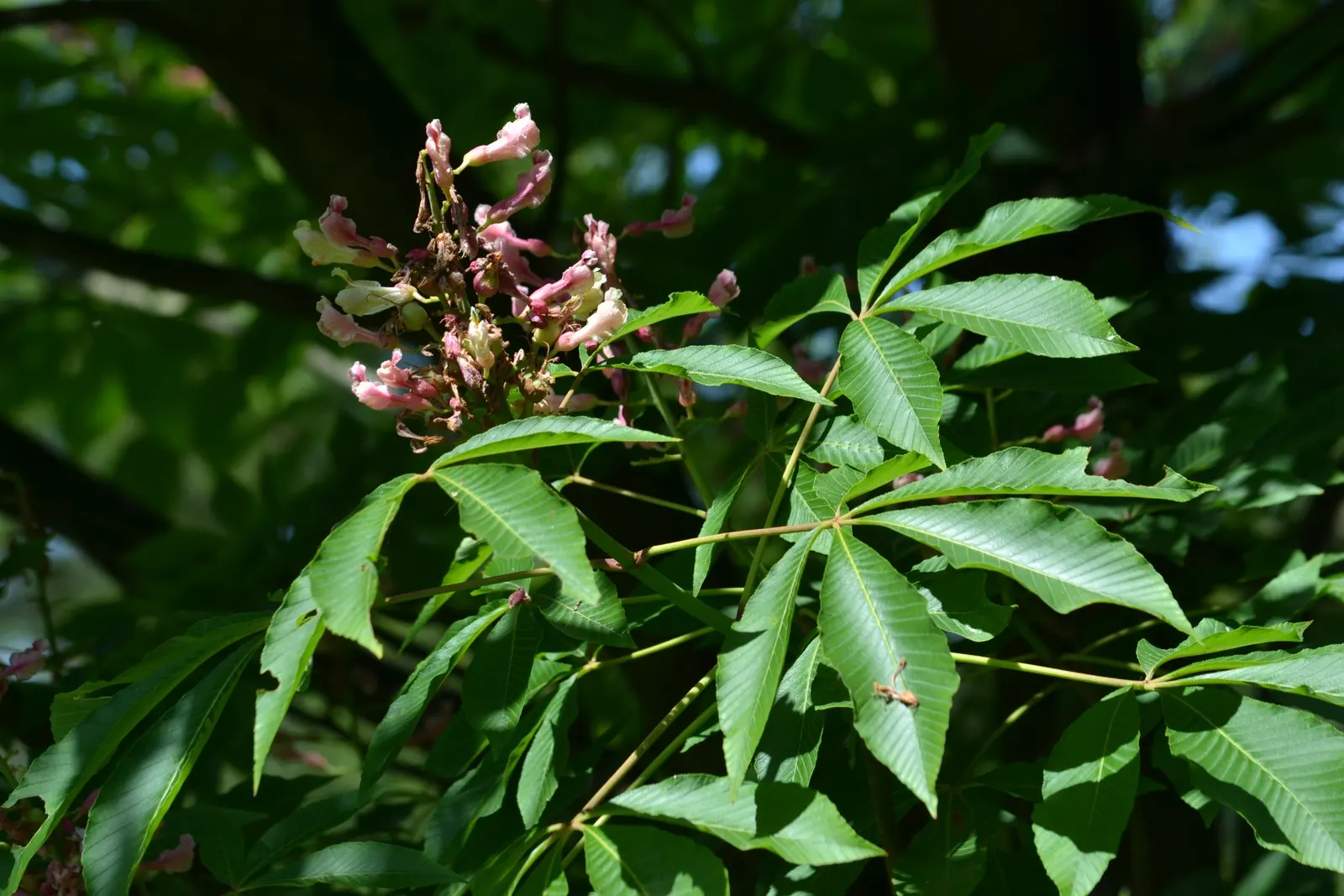 Red Firecracker Plant (Russelia X 'St. Elmo's Fire'‚Ñ¢) — the flowers attract hummingbirds and butterflies, image 74