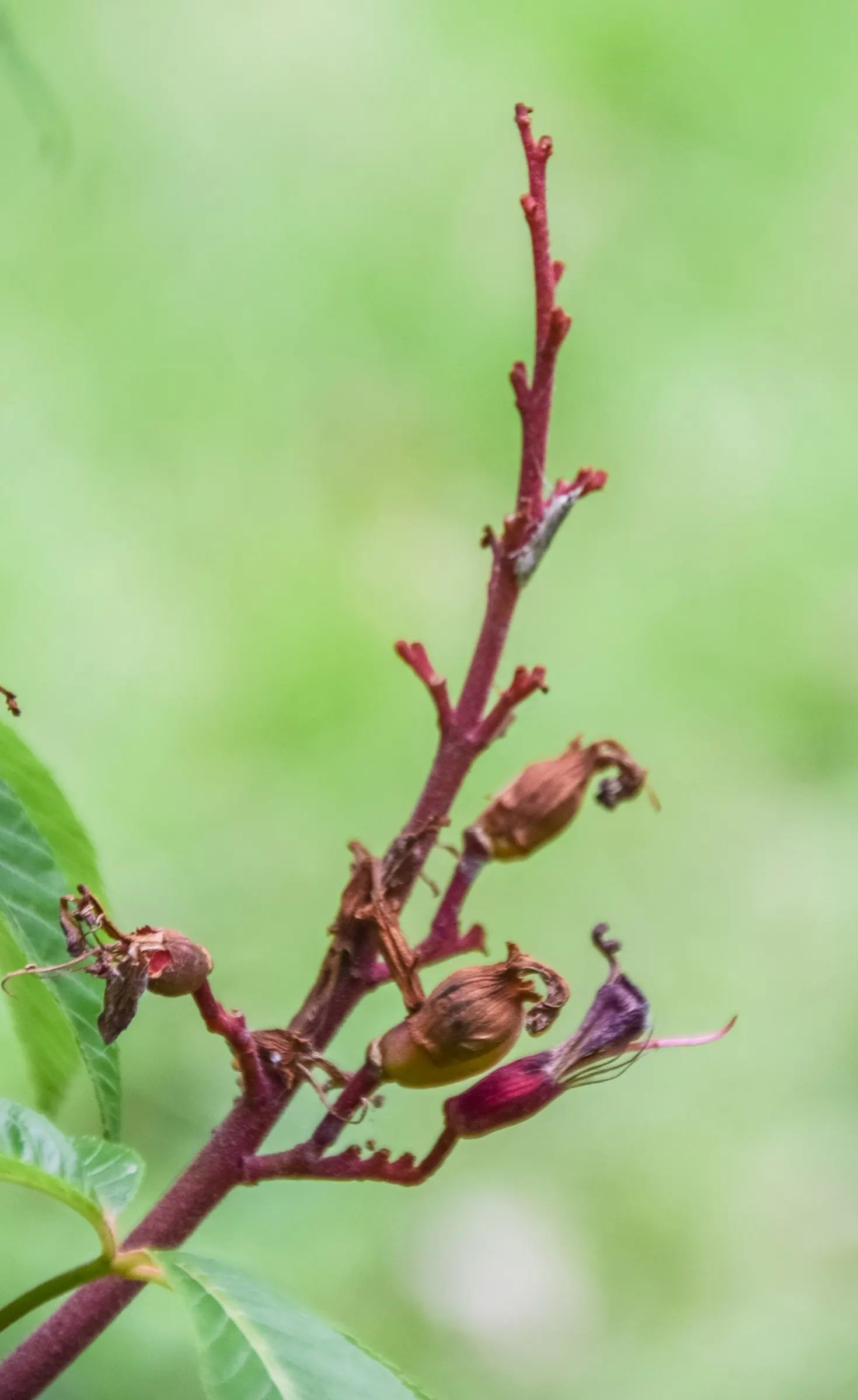 Red Firecracker Plant (Russelia X 'St. Elmo's Fire'‚Ñ¢) — adding life and movement to the garden.<br><br>Hardiness is region-specific; the Red, image 54