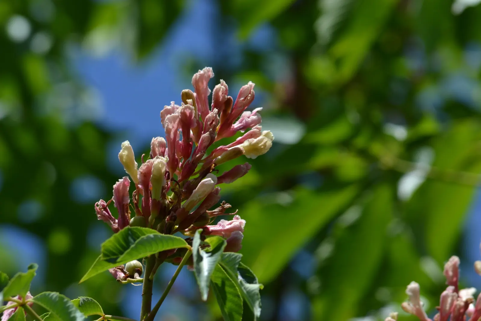 Red Firecracker Plant (Russelia X 'St. Elmo's Fire'‚Ñ¢) — which make it an excellent choice for hanging baskets; the Red Firecracker Plant is sure, image 51
