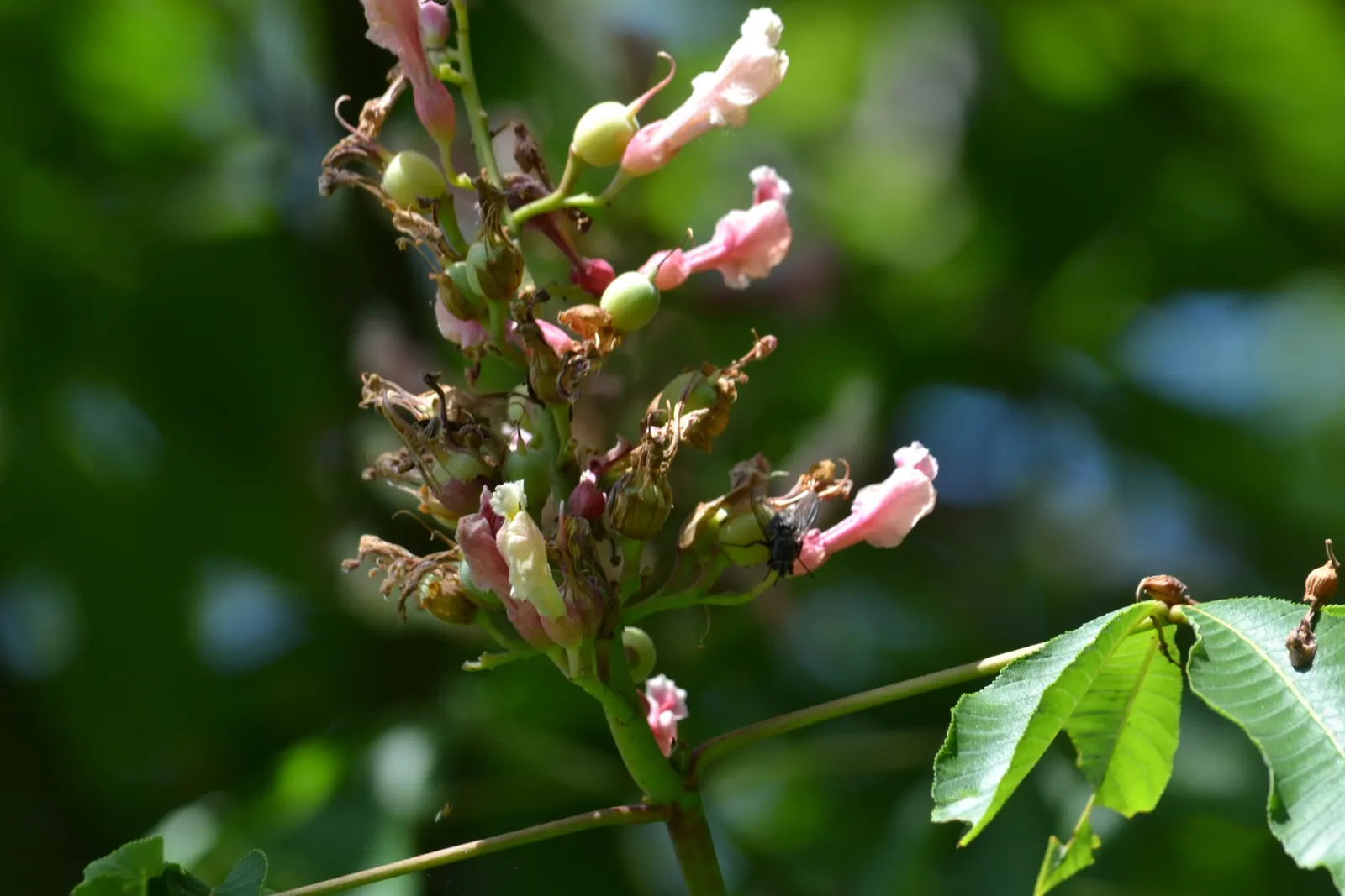 Red Firecracker Plant (Russelia X 'St. Elmo's Fire'‚Ñ¢) — trim back in late winter or early spring to encourage fresh growth and maintain a neat, image 101