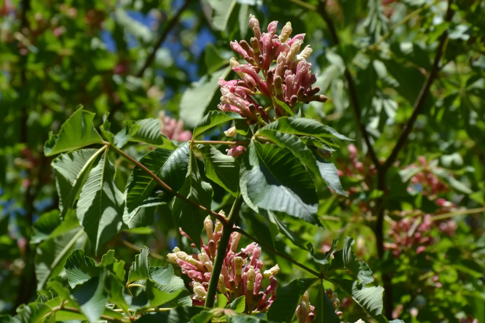 Red Firecracker Plant (Russelia X 'St. Elmo's Fire'‚Ñ¢) — shrub with red blooms; the flowers attract hummingbirds and butterflies, image 62