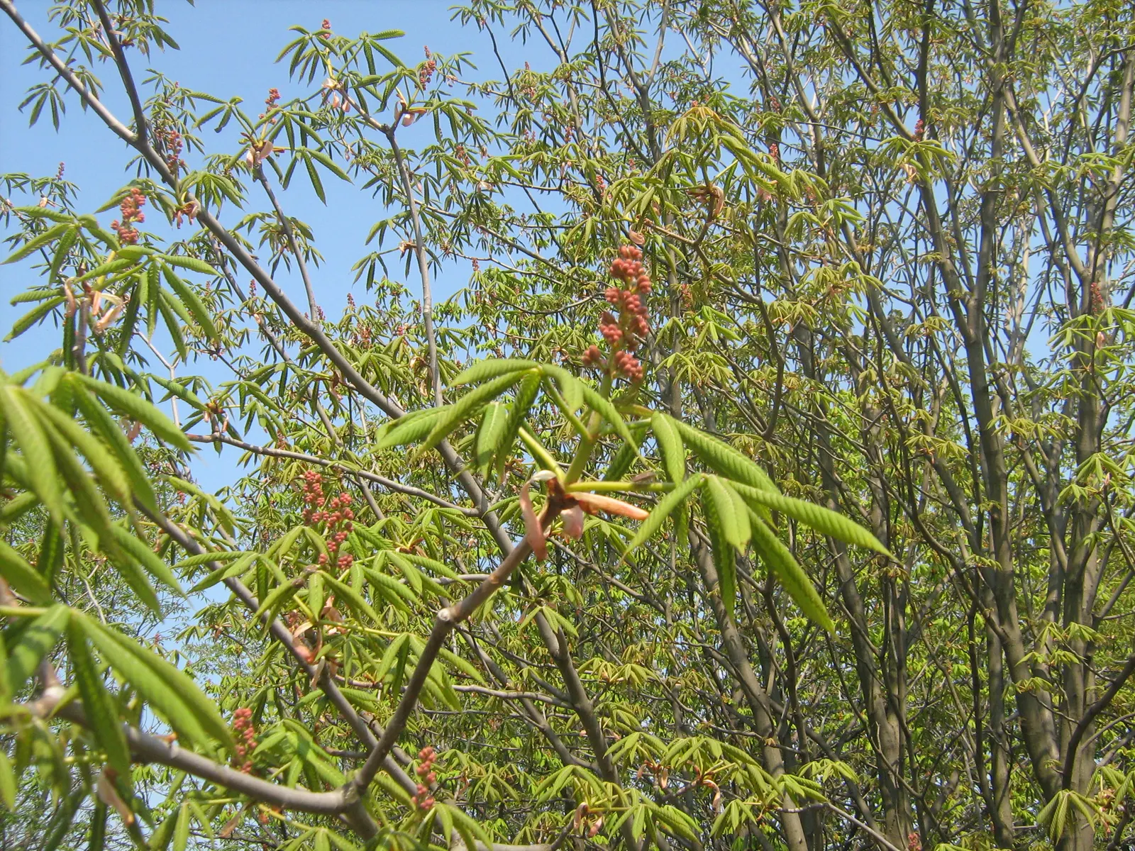 Red Firecracker Plant (Russelia X 'St. Elmo's Fire'‚Ñ¢) — which make it an excellent choice for hanging baskets; the Red Firecracker Plant is sure, image 93