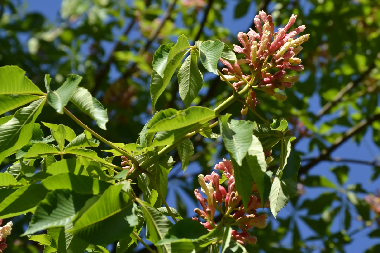 Red Firecracker Plant (Russelia X 'St. Elmo's Fire'‚Ñ¢) — red flowers in the garden; provide well-drained soil for optimal growth, image 82