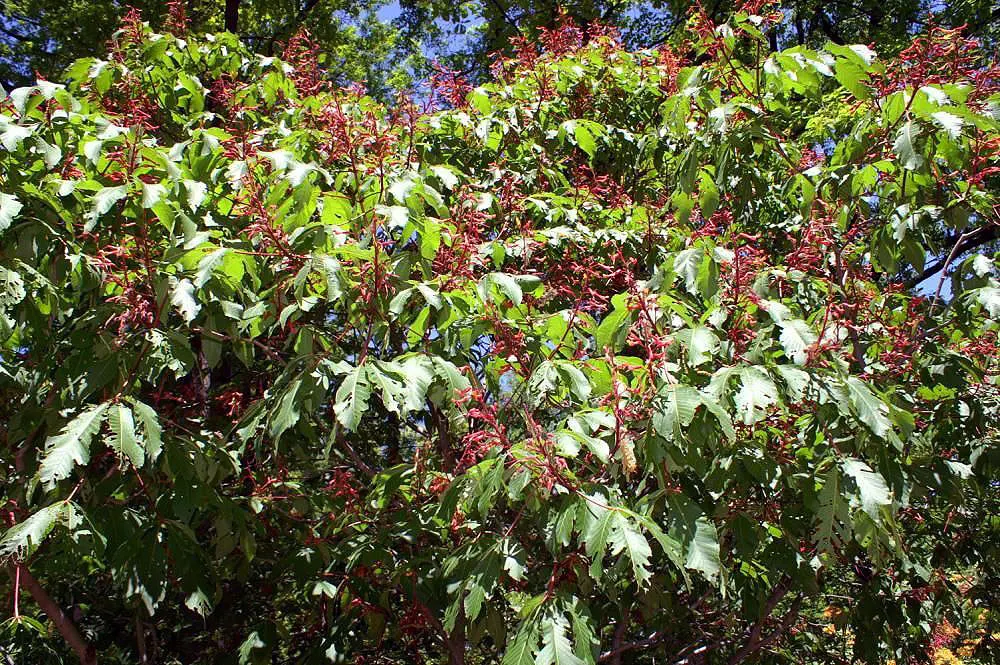 Red Firecracker Plant (Russelia X 'St. Elmo's Fire'‚Ñ¢) — This hybrid plant is known for its cascading growth habit and tubular flowers; the, image 92