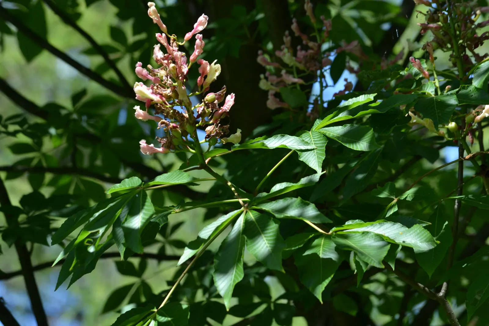 Red Firecracker Plant (Russelia X 'St. Elmo's Fire'‚Ñ¢) — typically adapting well within USDA zones 9 to 11; provide well-drained soil for optimal, image 97