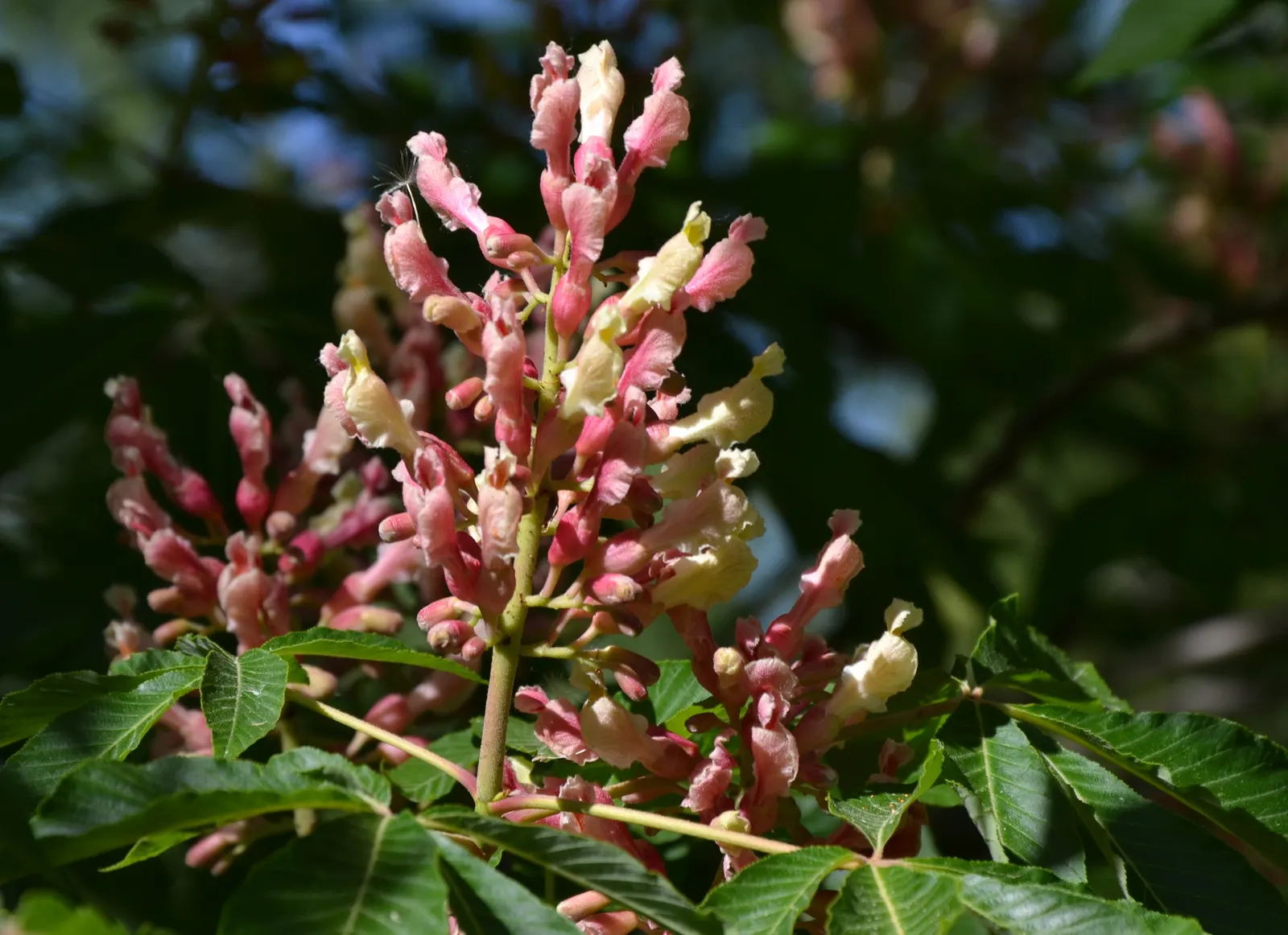 Red Firecracker Plant (Russelia X 'St. Elmo's Fire'‚Ñ¢) — This hybrid plant is known for its cascading growth habit and tubular flowers; the, image 50