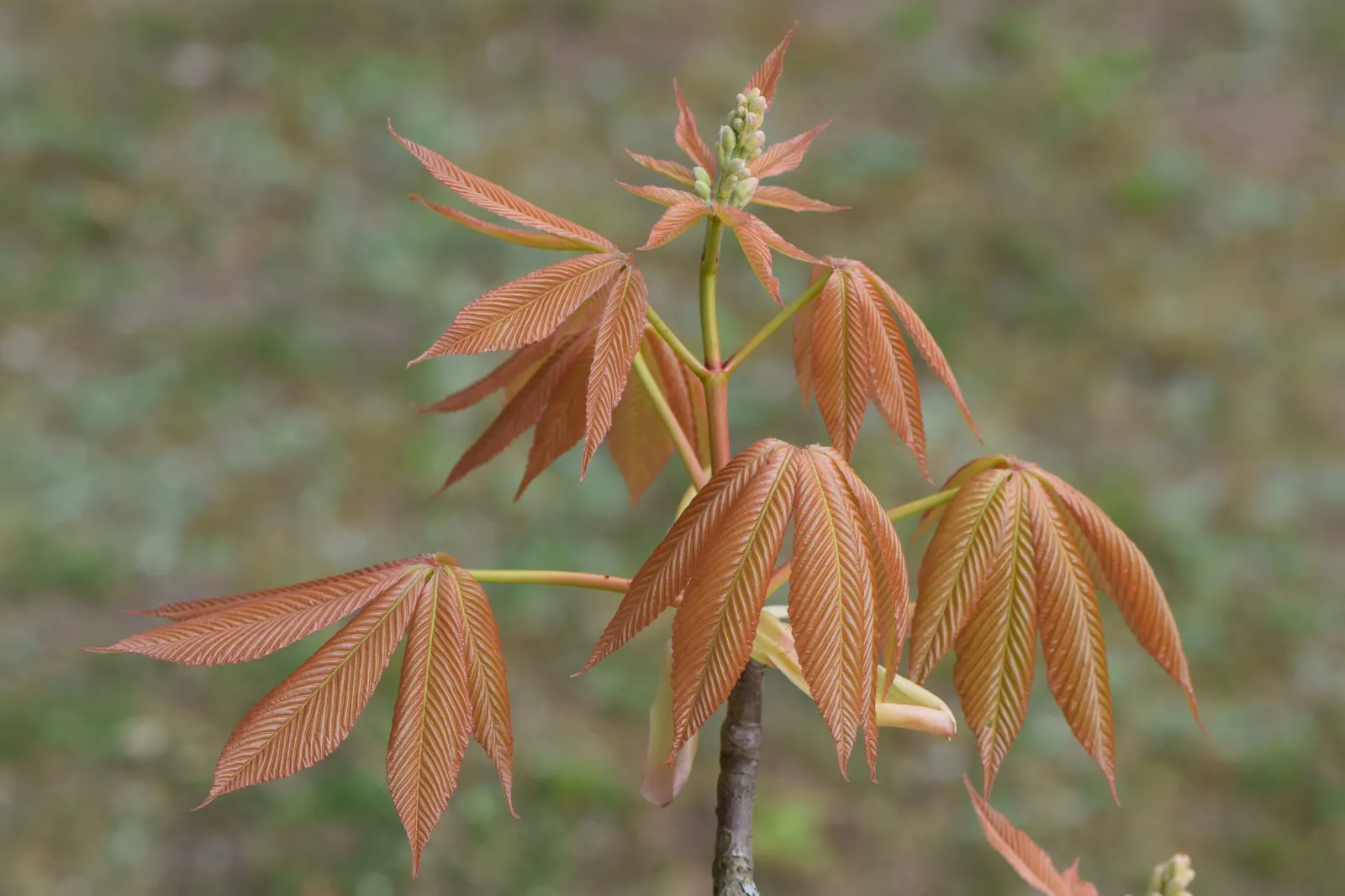 Red Firecracker Plant (Russelia X 'St. Elmo's Fire'‚Ñ¢) — Provide well-drained soil for optimal growth, image 88