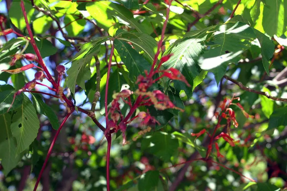 Red Firecracker Plant (Russelia X 'St. Elmo's Fire'‚Ñ¢) — flowering perennial that can add a burst of scarlet red to any landscape design; provide, image 91