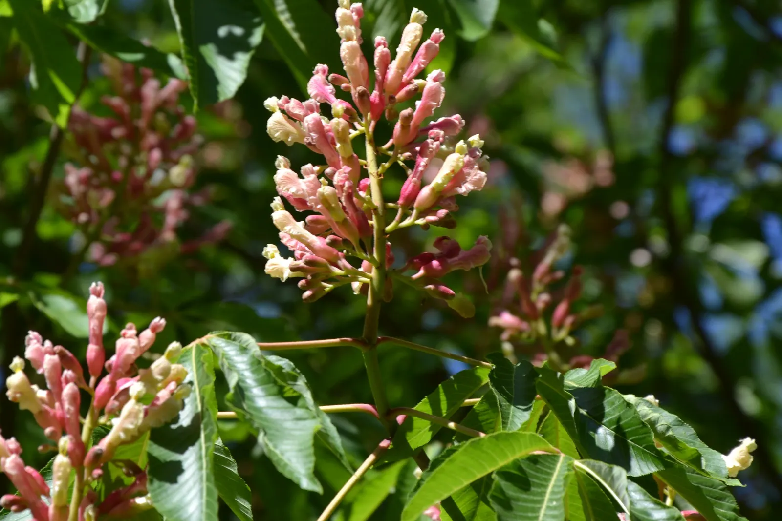 Red Firecracker Plant (Russelia X 'St. Elmo's Fire'‚Ñ¢) — the flowers attract hummingbirds and butterflies, image 95