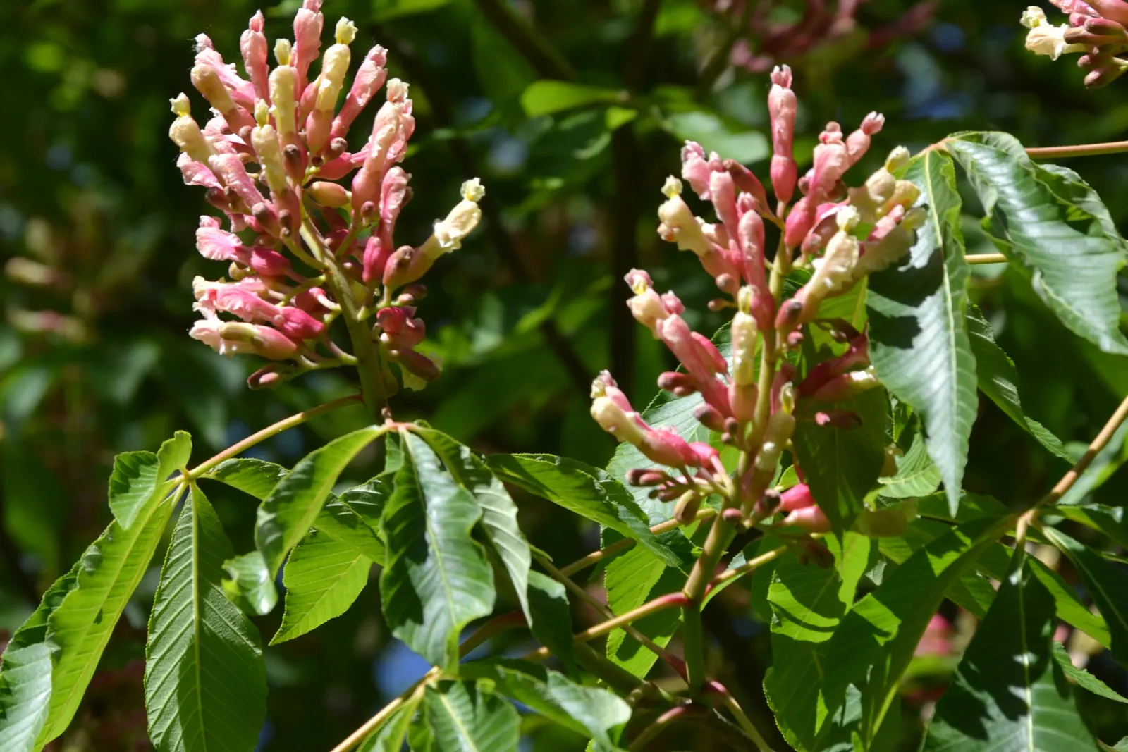 Red Firecracker Plant (Russelia X 'St. Elmo's Fire'‚Ñ¢) — The plant blooms prolifically from late spring through the fall, providing long-lasting, image 52
