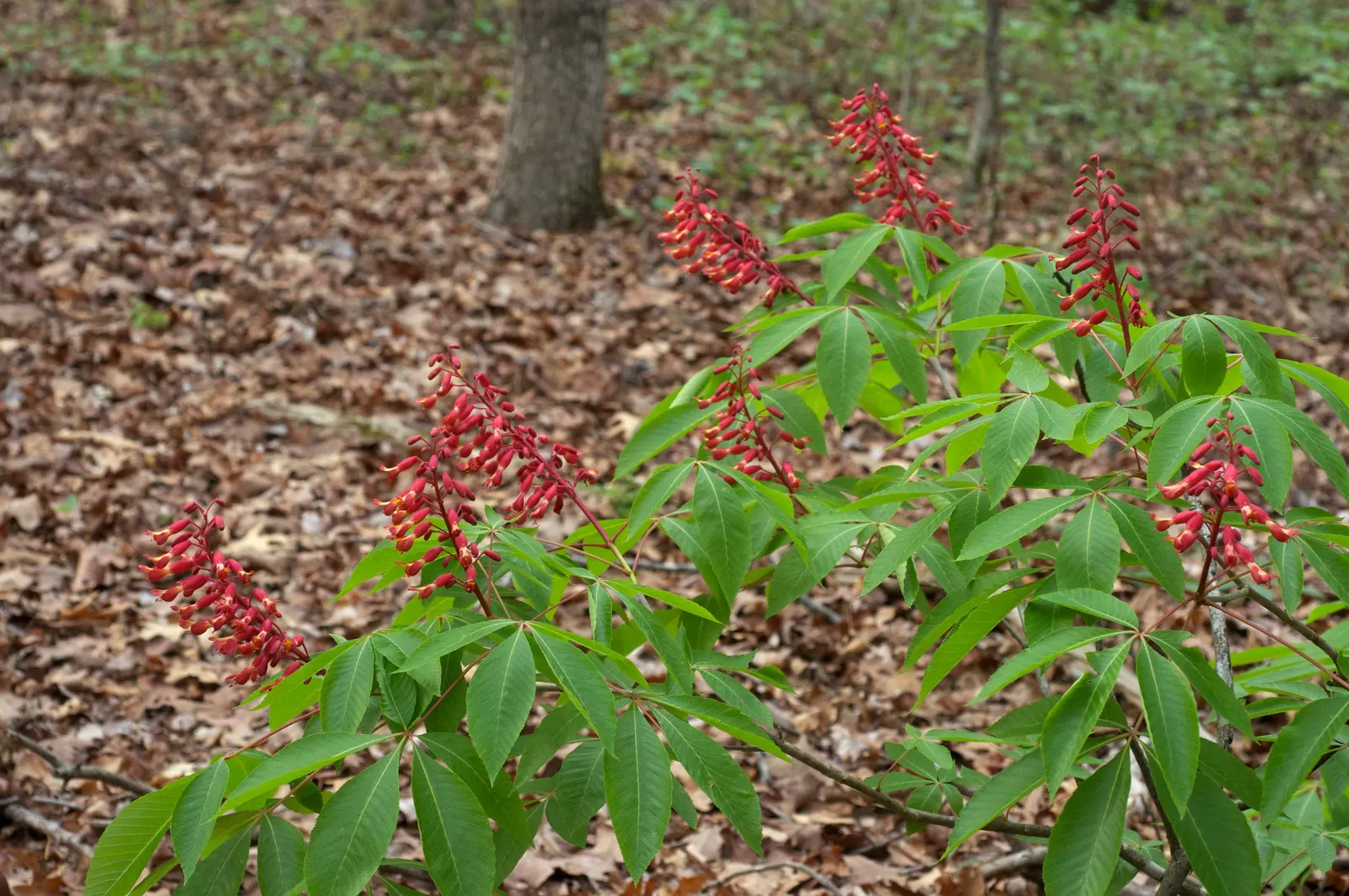 Red Firecracker Plant (Russelia X 'St. Elmo's Fire'‚Ñ¢) — Elmo's Fire'™ is drought-tolerant; provide well-drained soil for optimal growth, image 79