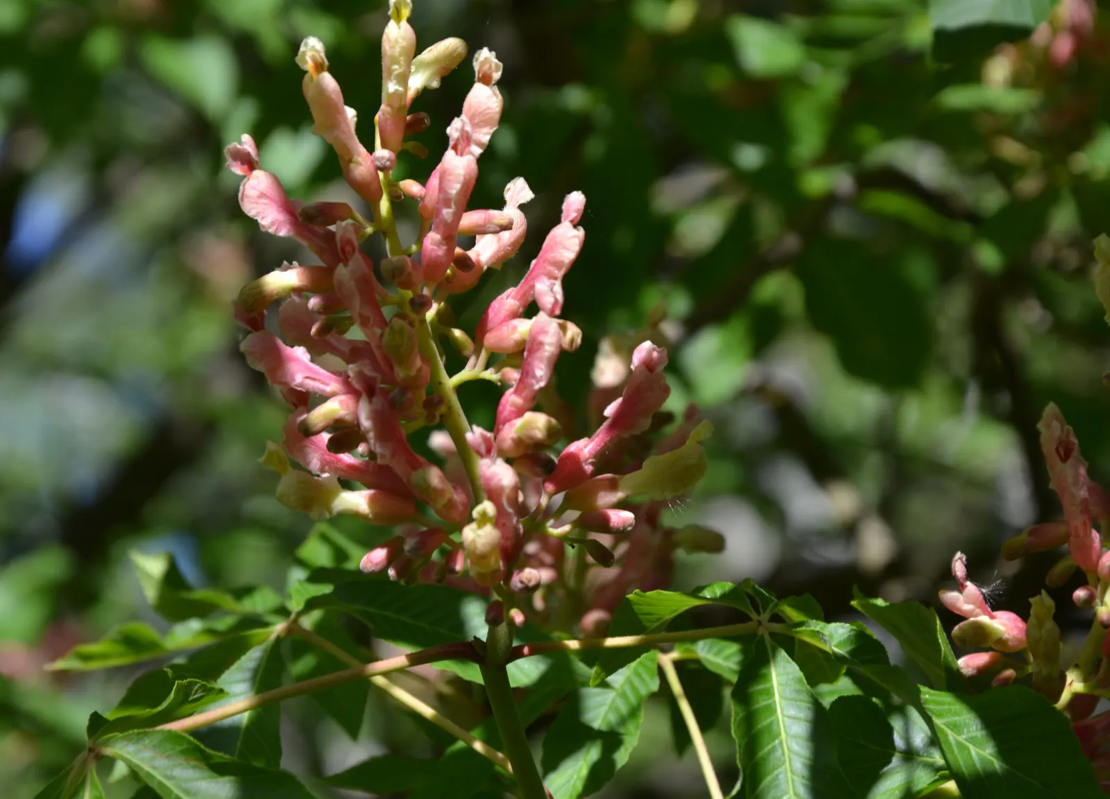 Red Firecracker Plant (Russelia X 'St. Elmo's Fire'‚Ñ¢) — flowering perennial that can add a burst of scarlet red to any landscape design; provide, image 70