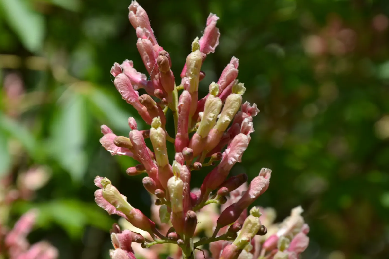 Red Firecracker Plant (Russelia X 'St. Elmo's Fire'‚Ñ¢) — adding life and movement to the garden.<br><br>Hardiness is region-specific; the Red, image 96
