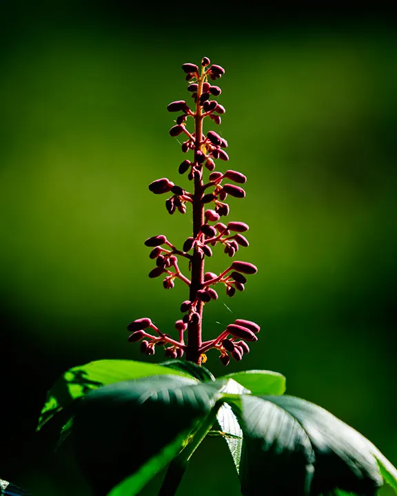 Red Firecracker Plant (Russelia X 'St. Elmo's Fire'‚Ñ¢) — The plant thrives in full sun to partial shade and prefers well-draining soil; the, image 56