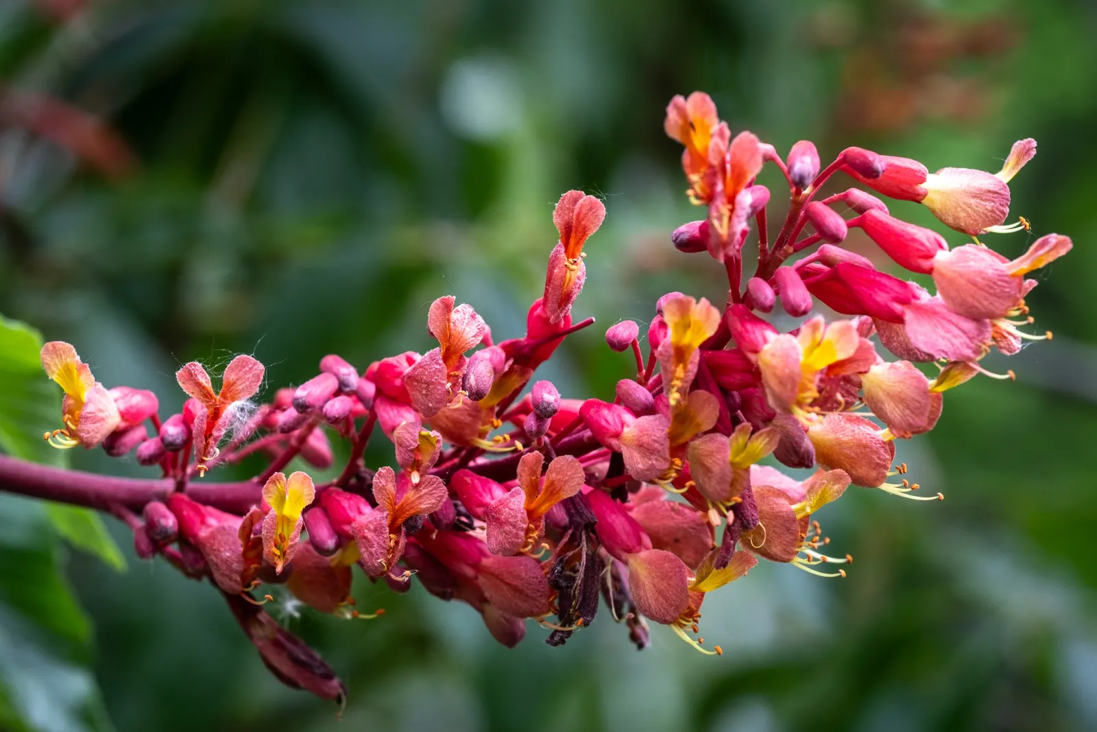 Red Firecracker Plant (Russelia X 'St. Elmo's Fire'‚Ñ¢) — Provide well-drained soil for optimal growth, image 67