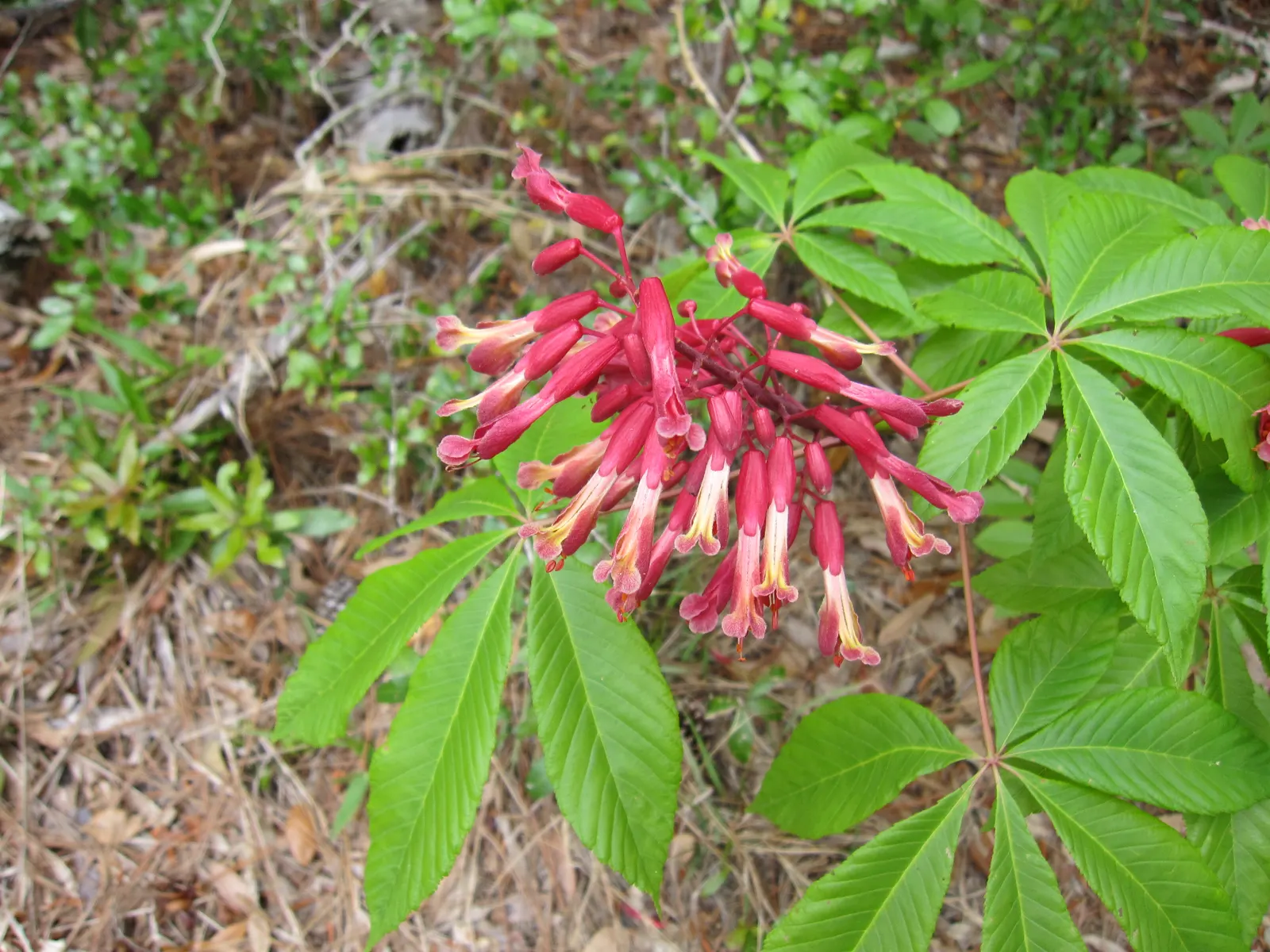 Red Firecracker Plant (Russelia X 'St. Elmo's Fire'‚Ñ¢) — is a vibrant perennial that boasts cascading branches with tubular red flowers; provide well-drained