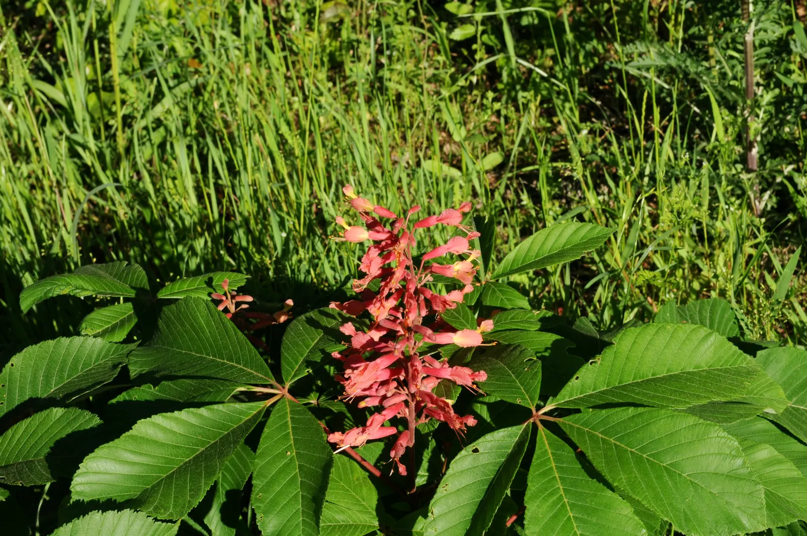 Red Firecracker Plant (Russelia X 'St. Elmo's Fire'‚Ñ¢) — the flowers attract hummingbirds and butterflies, image 32