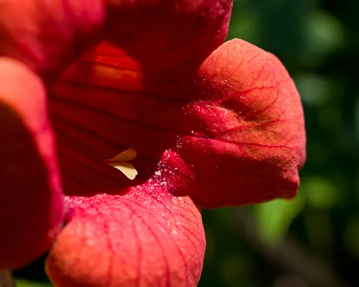 Red Firecracker Plant (Russelia X 'St. Elmo's Fire'‚Ñ¢) — typically adapting well within USDA zones 9 to 11; provide well-drained soil for optimal, image 55