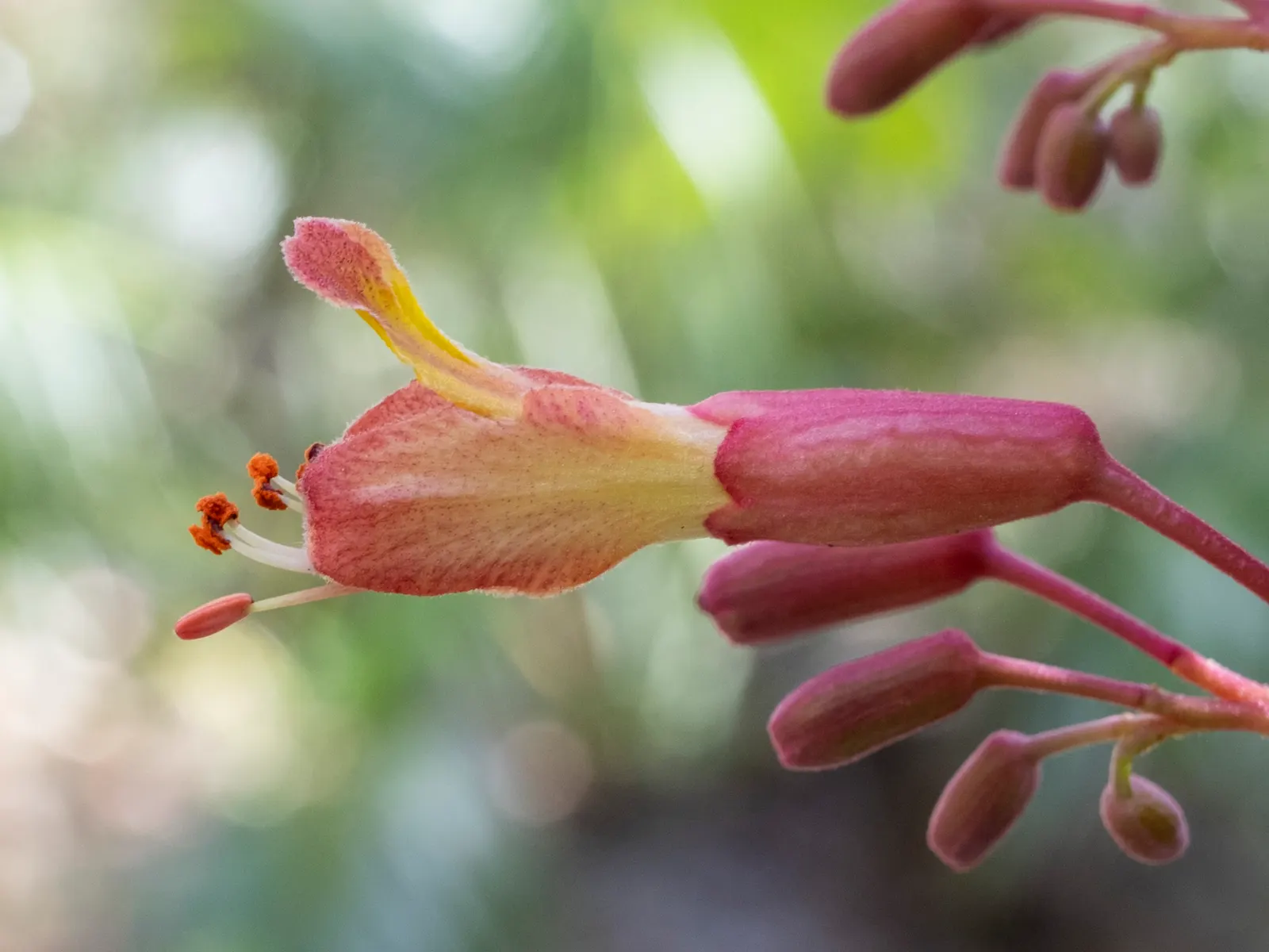 Red Firecracker Plant (Russelia X 'St. Elmo's Fire'‚Ñ¢) — USDA Hardiness Zones: 9-11; the flowers attract hummingbirds and butterflies