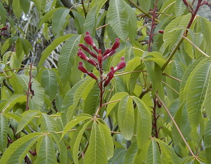 Red Firecracker Plant (Russelia X 'St. Elmo's Fire'‚Ñ¢) — Once established, Russelia x 'St; the Red Firecracker Plant is sure to be a focal point that delights