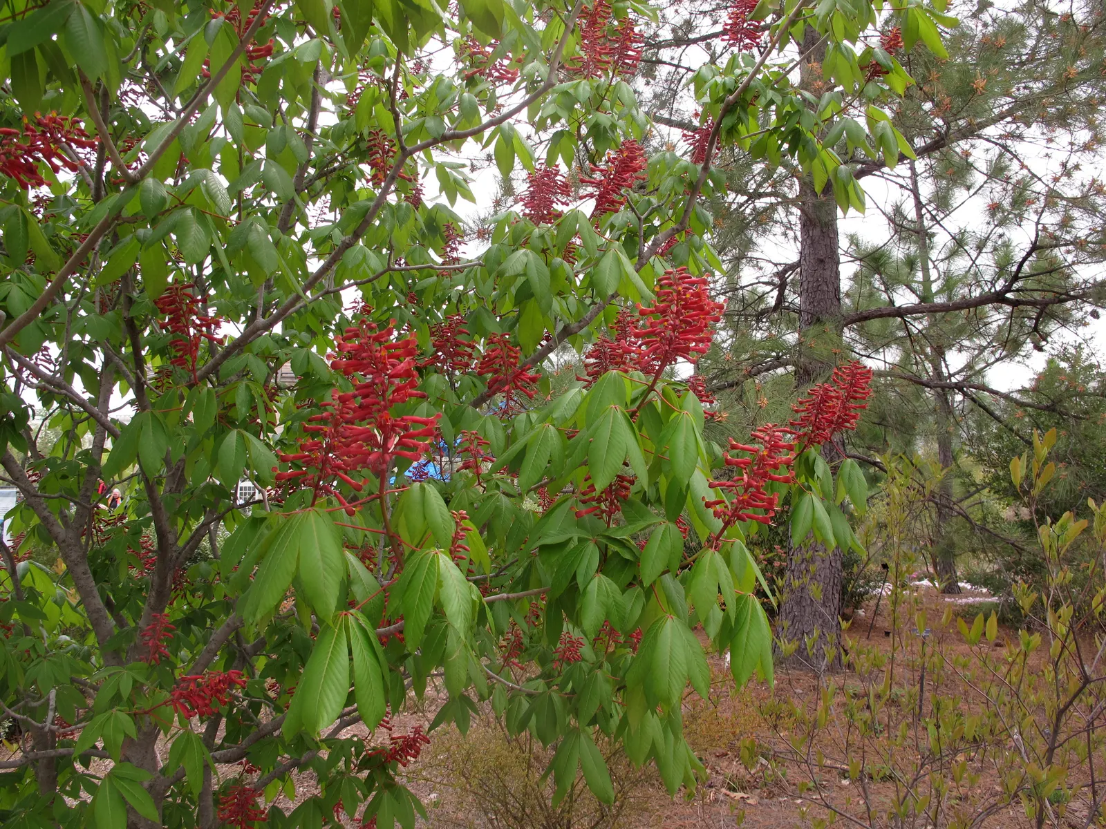 Red Firecracker Plant (Russelia X 'St. Elmo's Fire'‚Ñ¢) — is a vibrant perennial that boasts cascading branches with tubular red flowers; provide, image 64