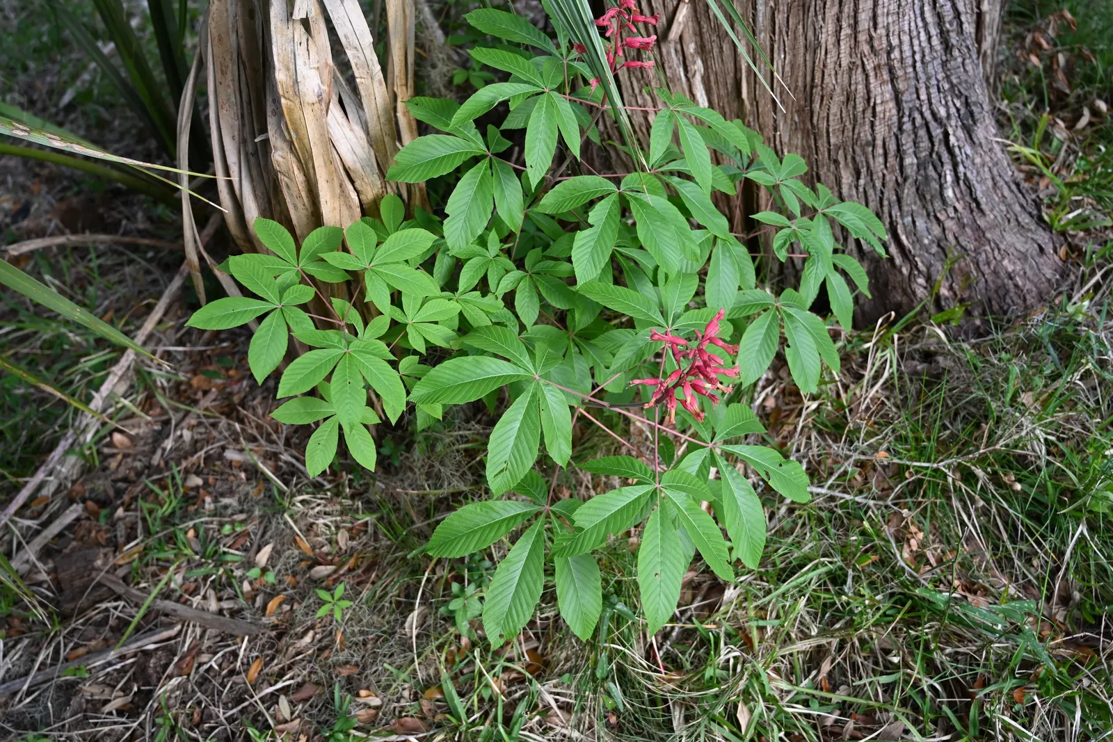 Red Firecracker Plant (Russelia X 'St. Elmo's Fire'‚Ñ¢) — Once established, Russelia x 'St; the Red Firecracker Plant is sure to be a focal point, image 78