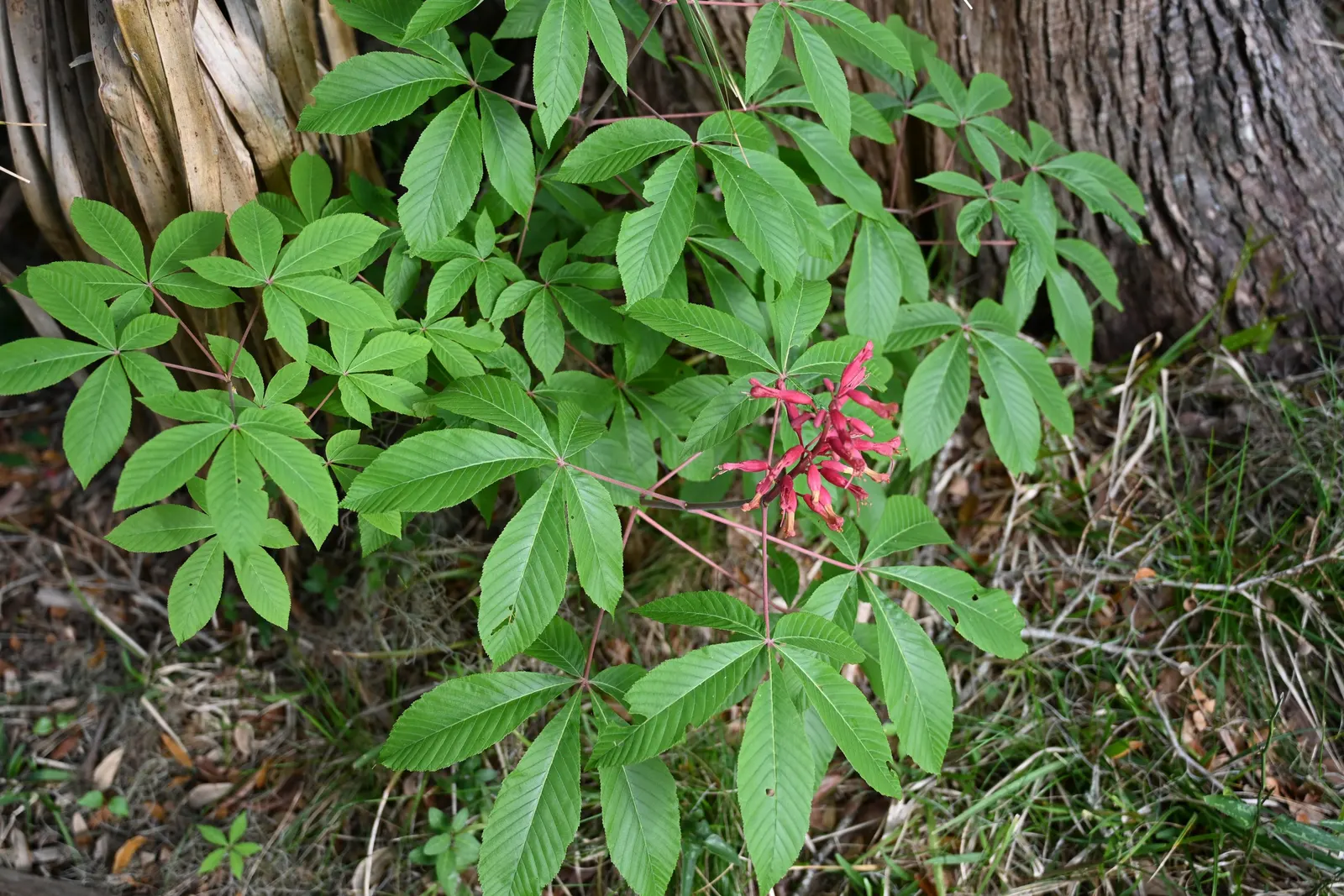 Red Firecracker Plant (Russelia X 'St. Elmo's Fire'‚Ñ¢) — The Red Firecracker Plant, also known as Russelia x 'St; the Red Firecracker Plant is, image 69