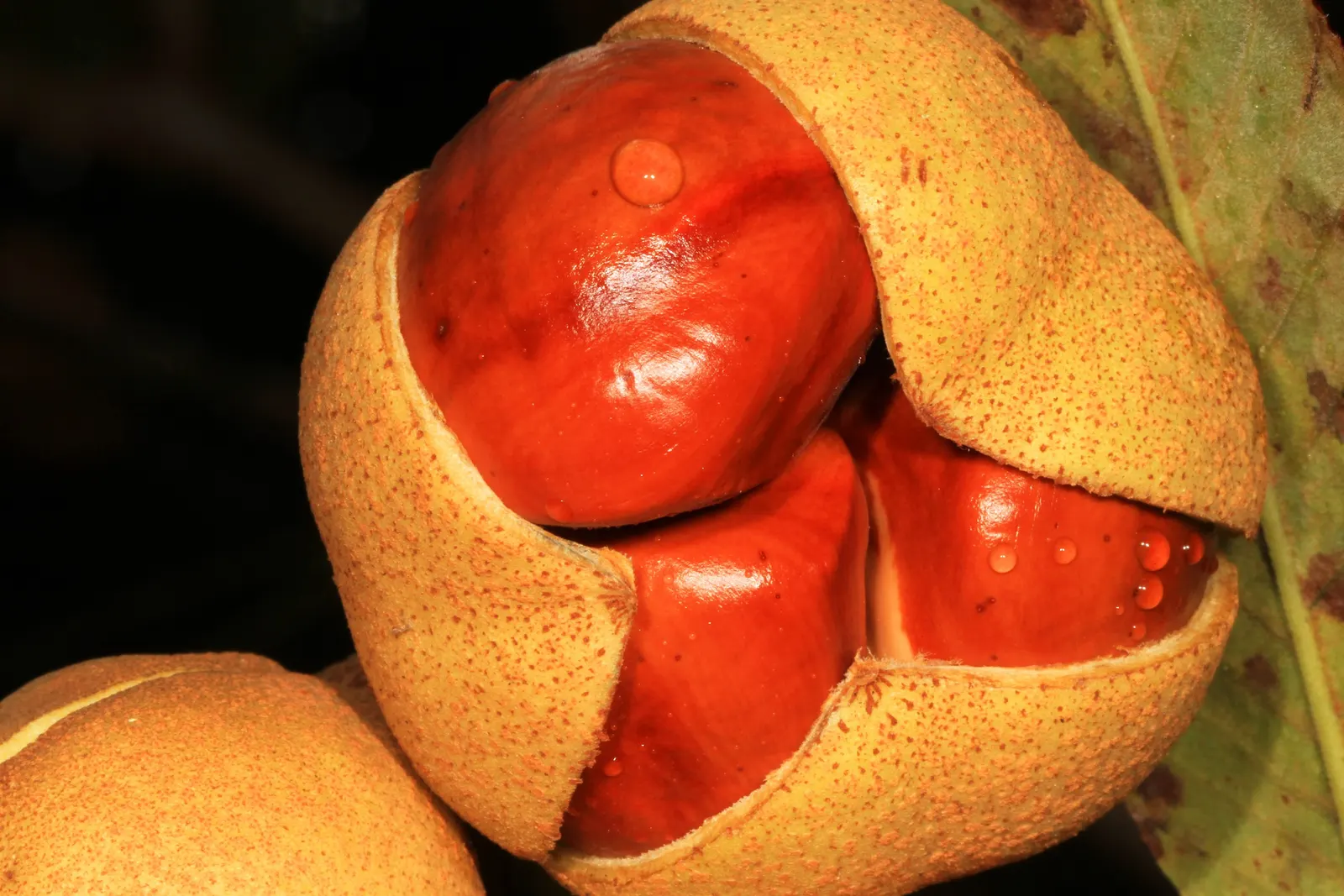 Red Firecracker Plant (Russelia X 'St. Elmo's Fire'‚Ñ¢) — The Red Firecracker Plant, also known as Russelia x 'St; the Red Firecracker Plant is sure to be a